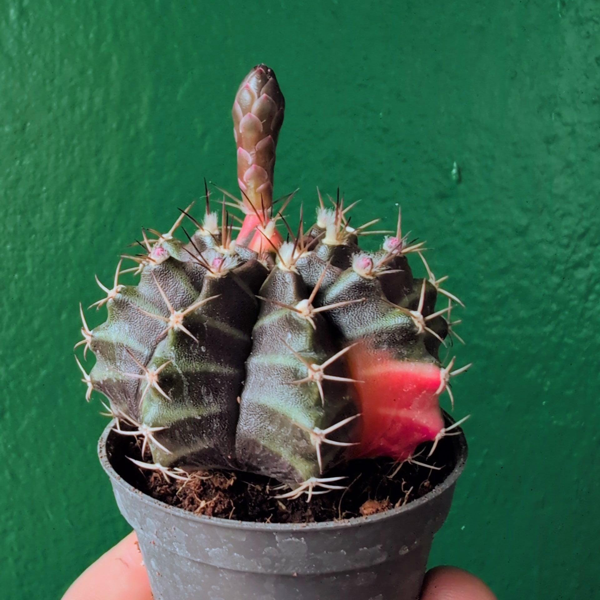 Gymnocalycium mihanovichii variegata &