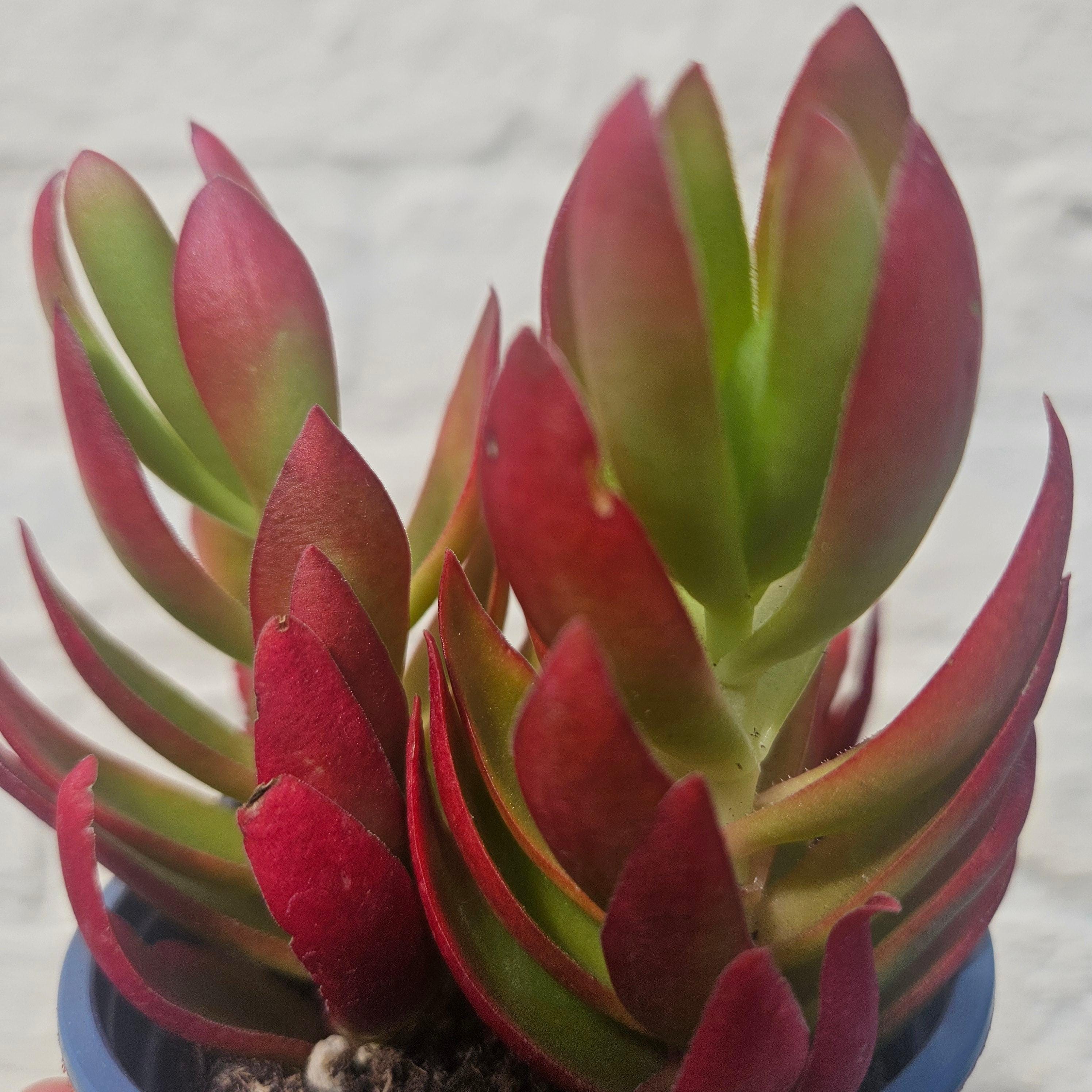 Crassula capitella varieties