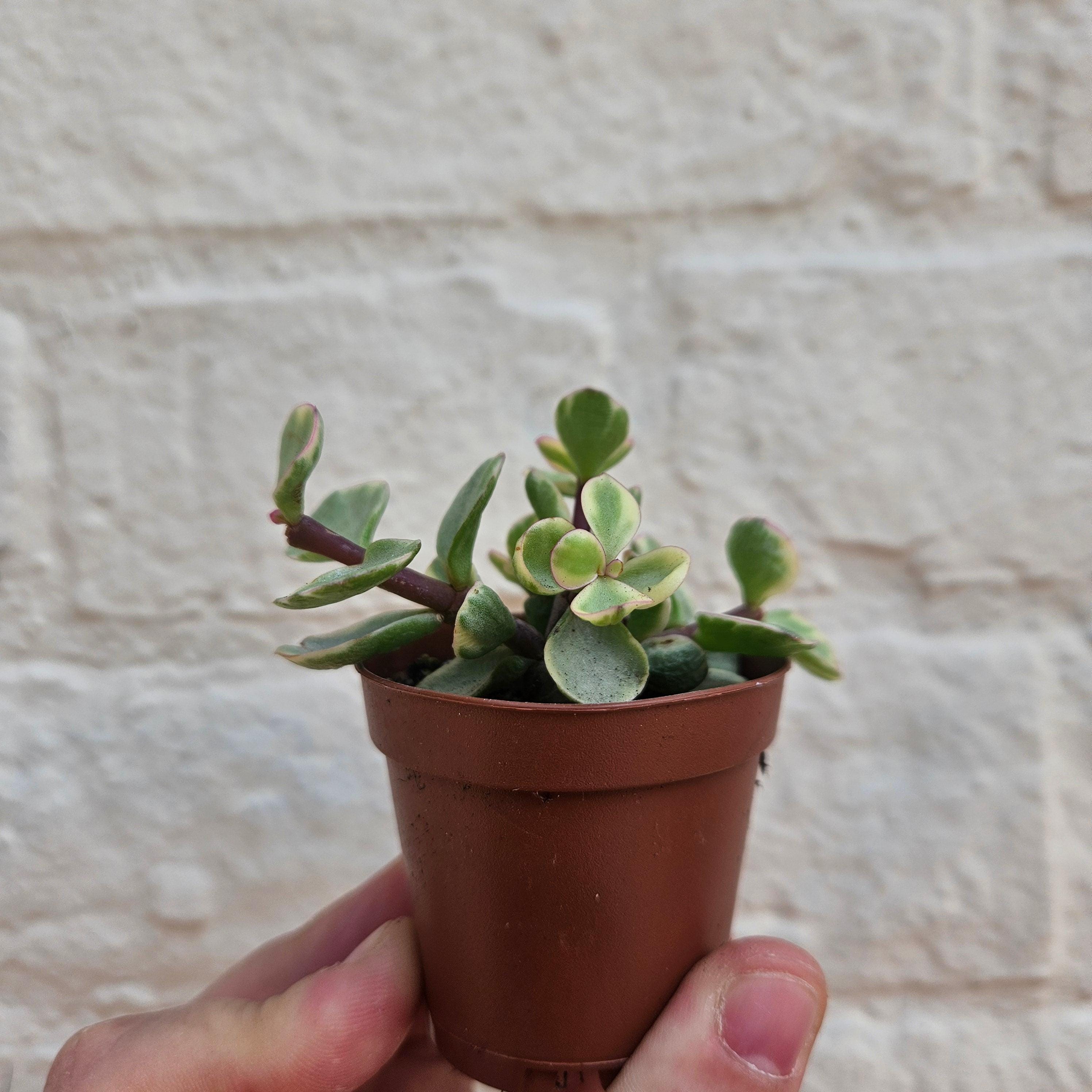 Portulacaria afra variegata (Elephant bush)