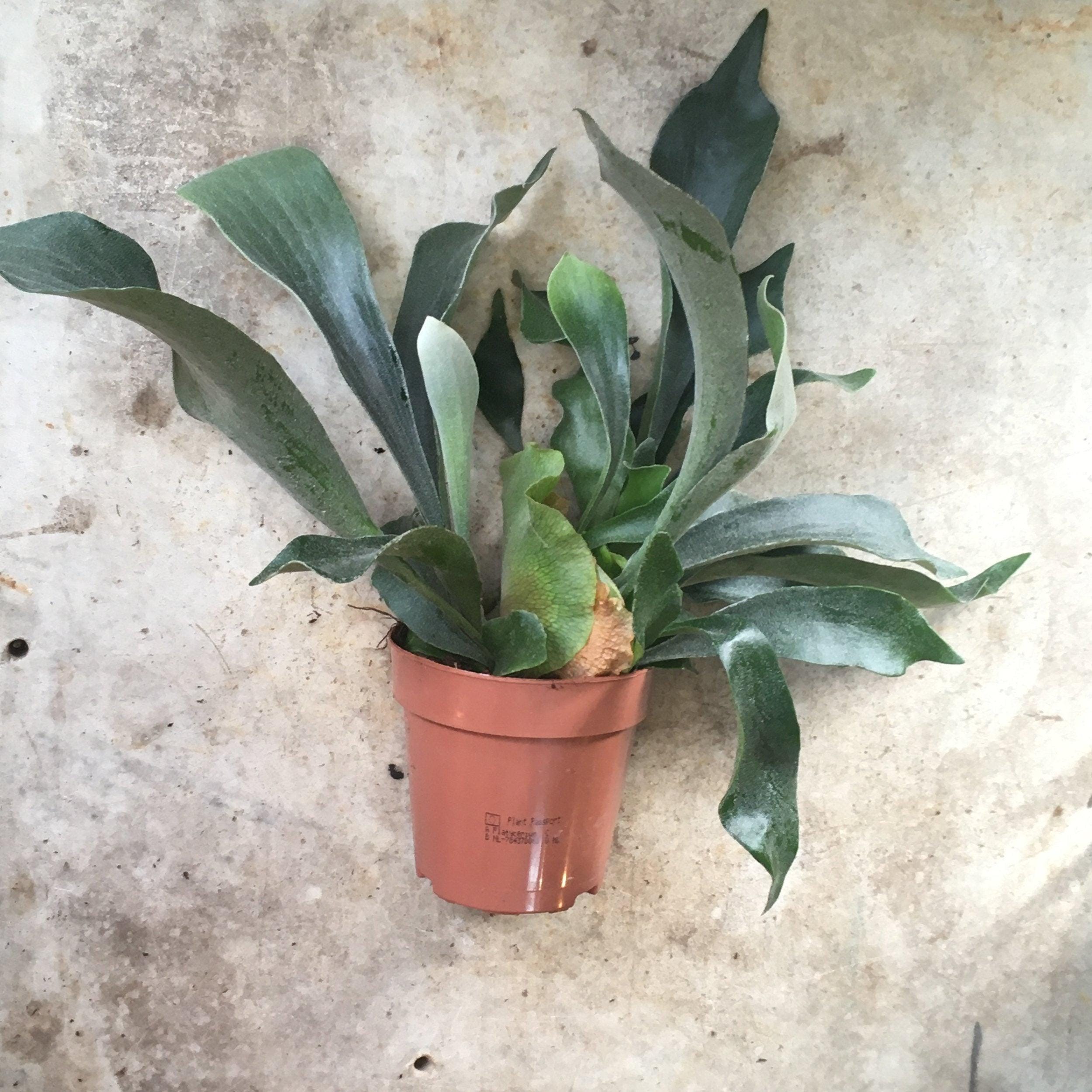 Platycerium bifurcatum (Staghorn fern)