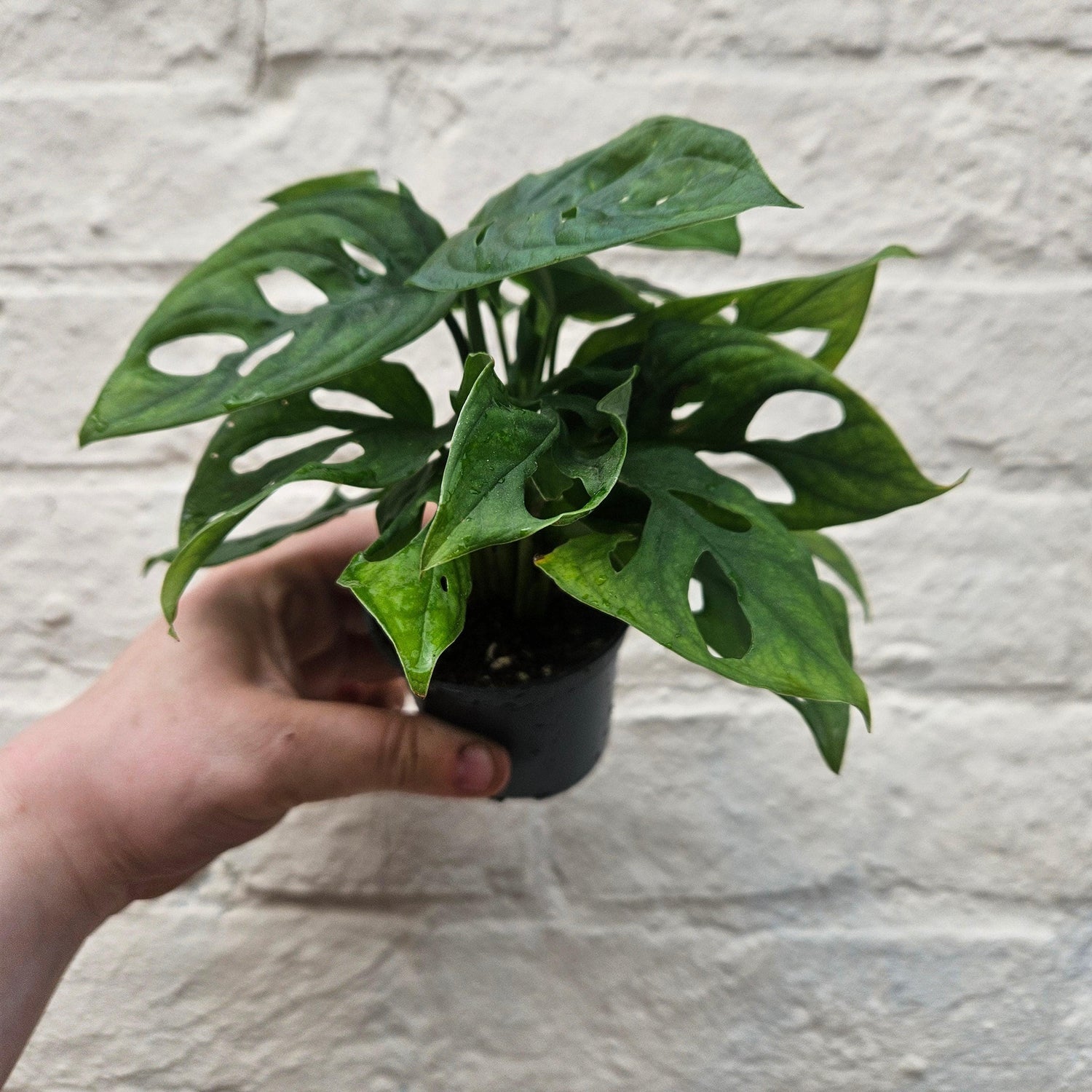 Monstera adansonii &