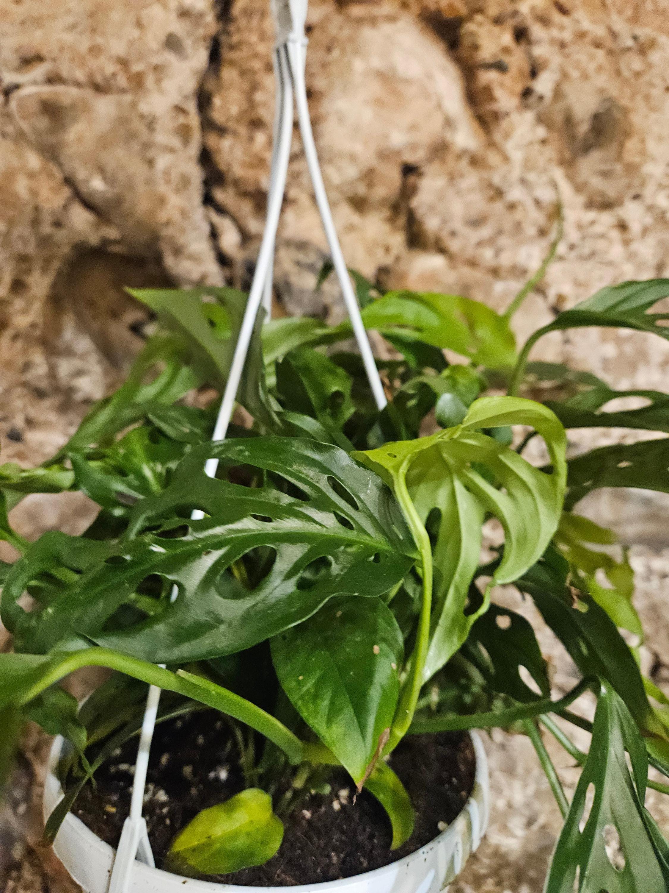 Monstera adansonii &