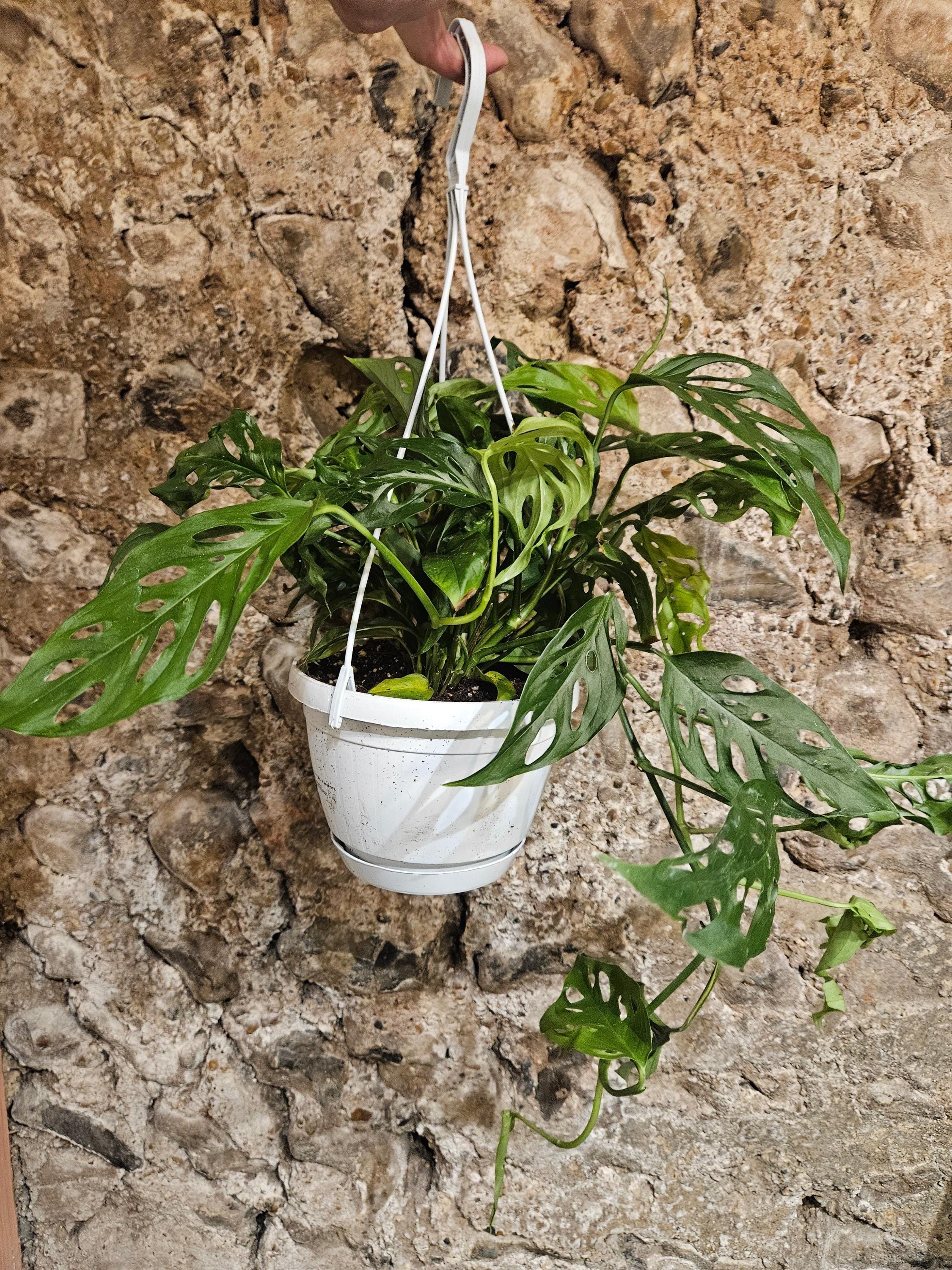 Monstera adansonii &