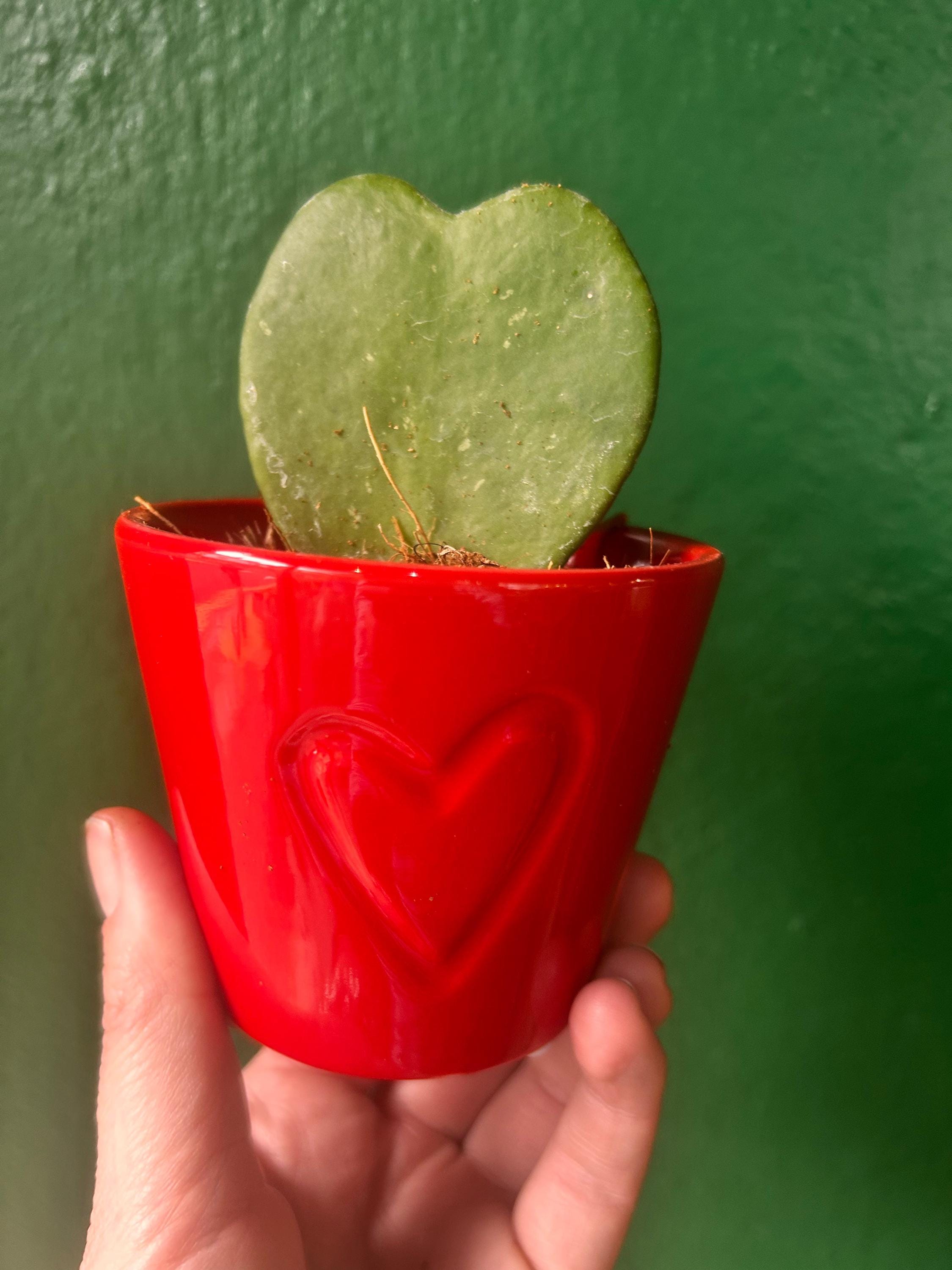 Hoya kerrii (Sweetheart plant) 2 varieties