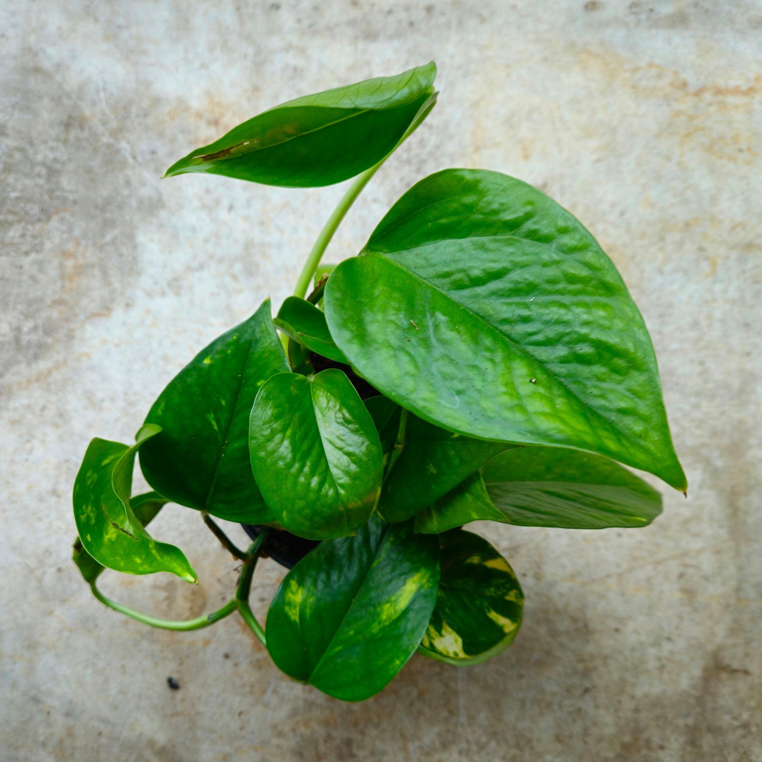 Epipremnum aureum (Golden Pothos/Devils Ivy)