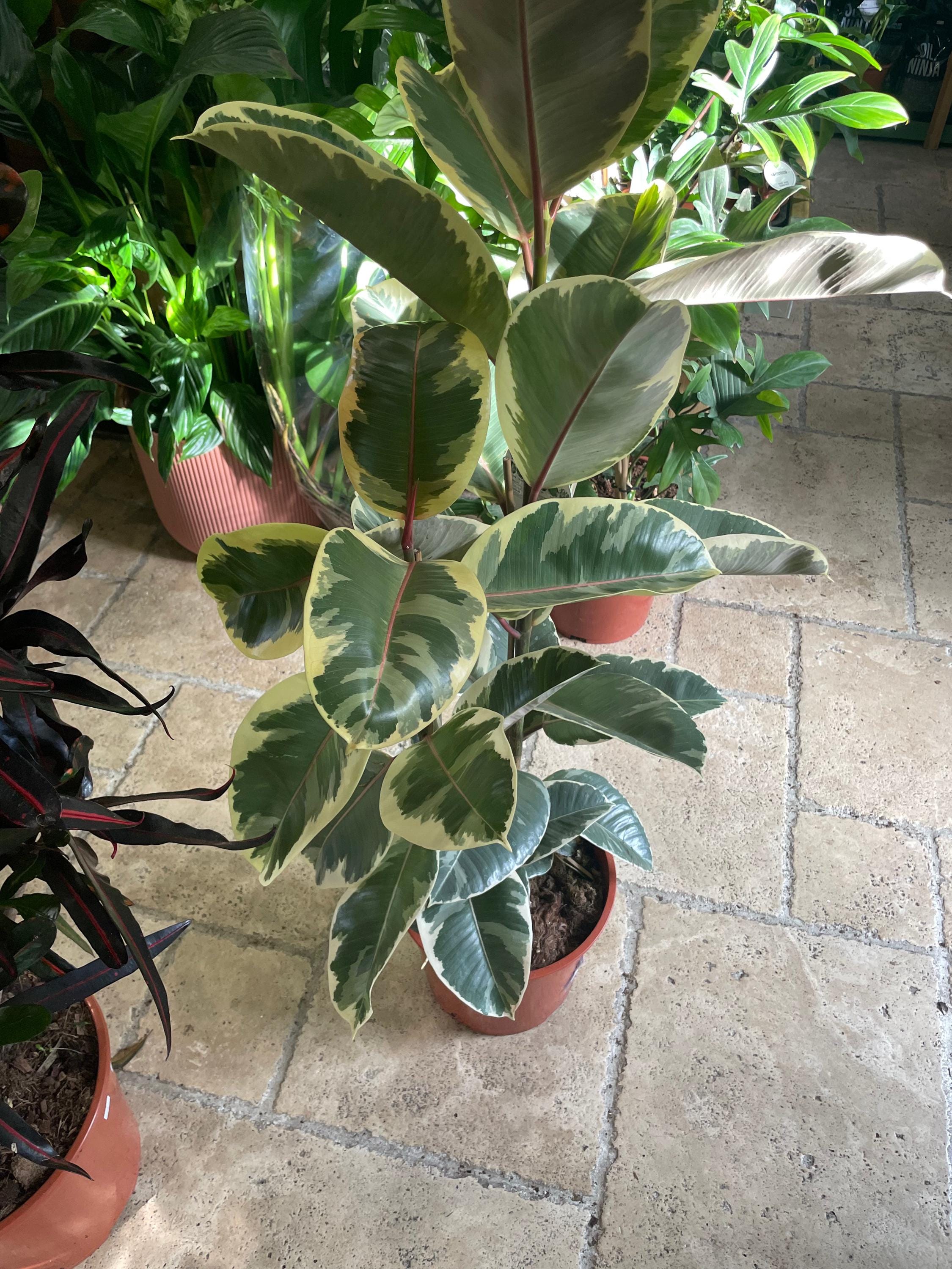 Ficus elastica (Rubber Plant)
