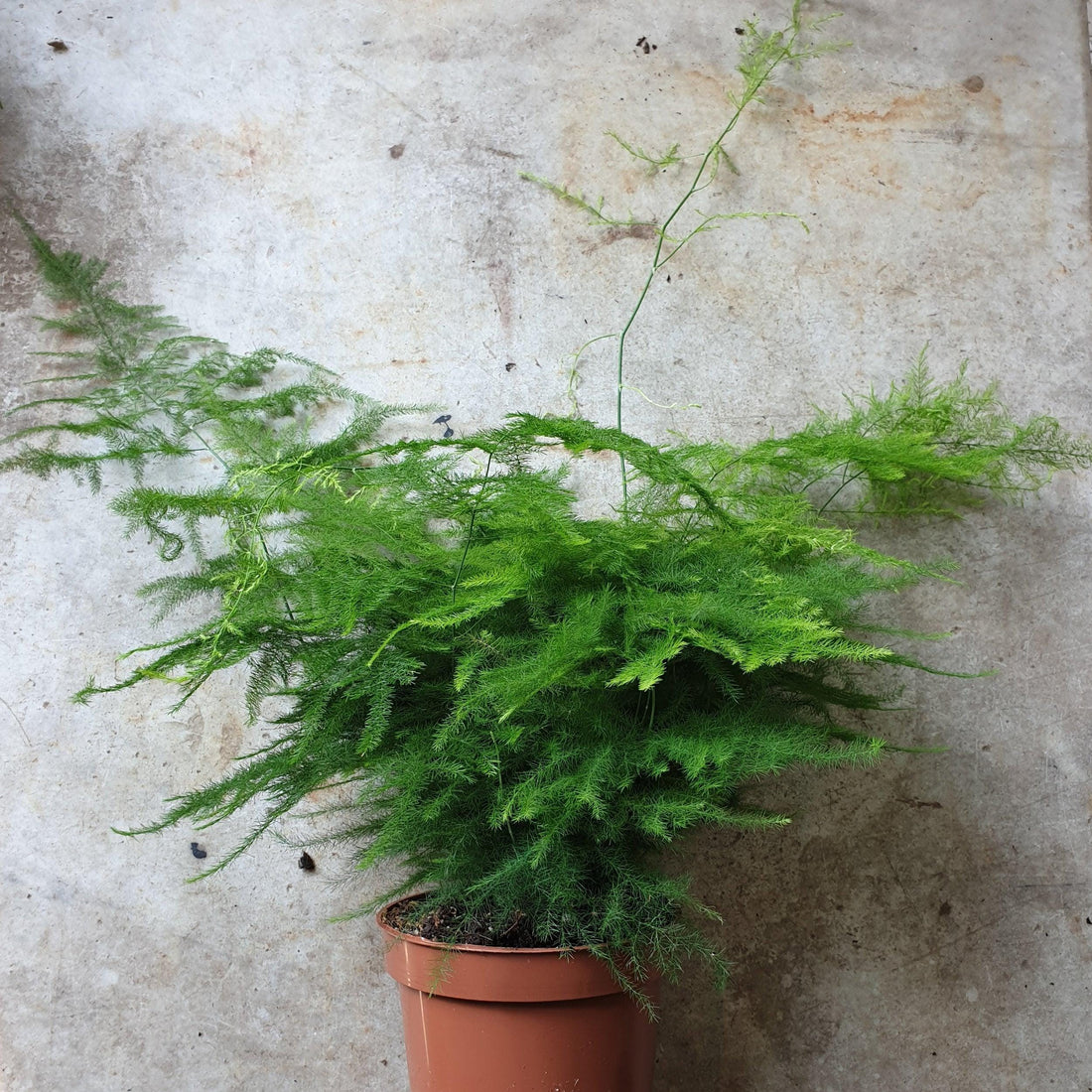 Asparagus setaceus (Asparagus fern)