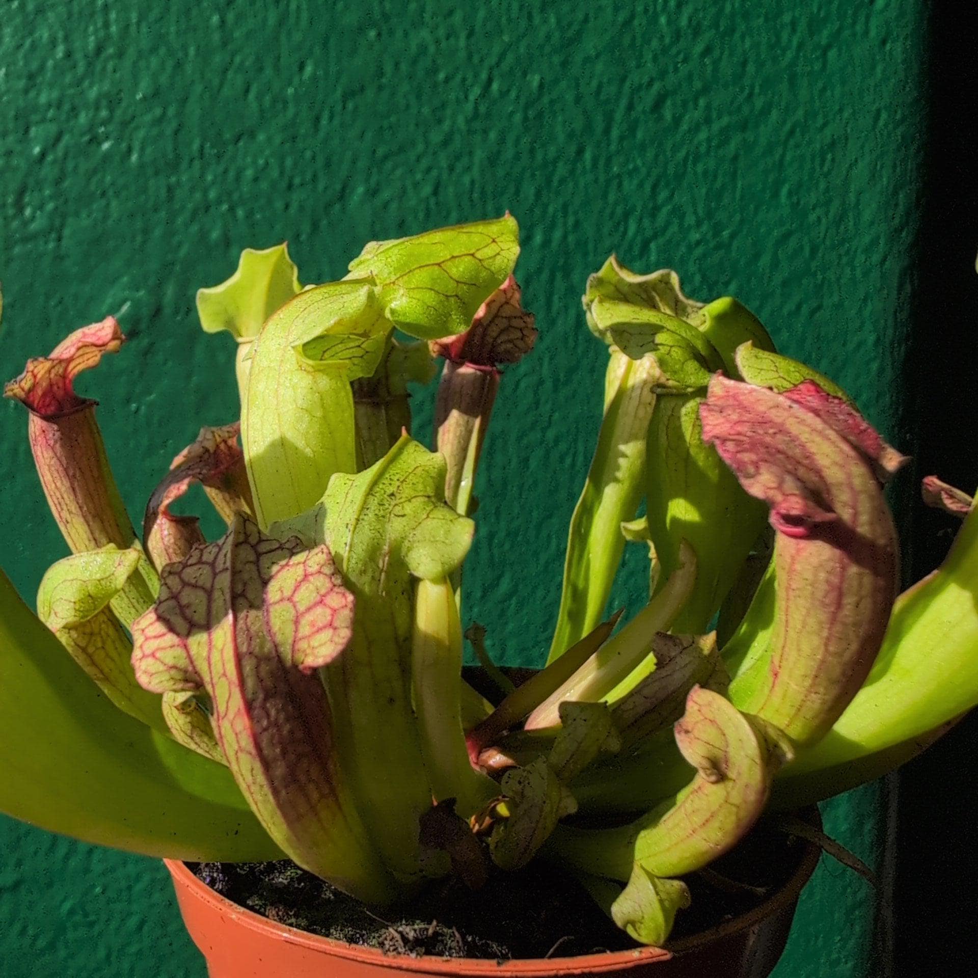 Sarracenia (Trumpet Pitcher plant)
