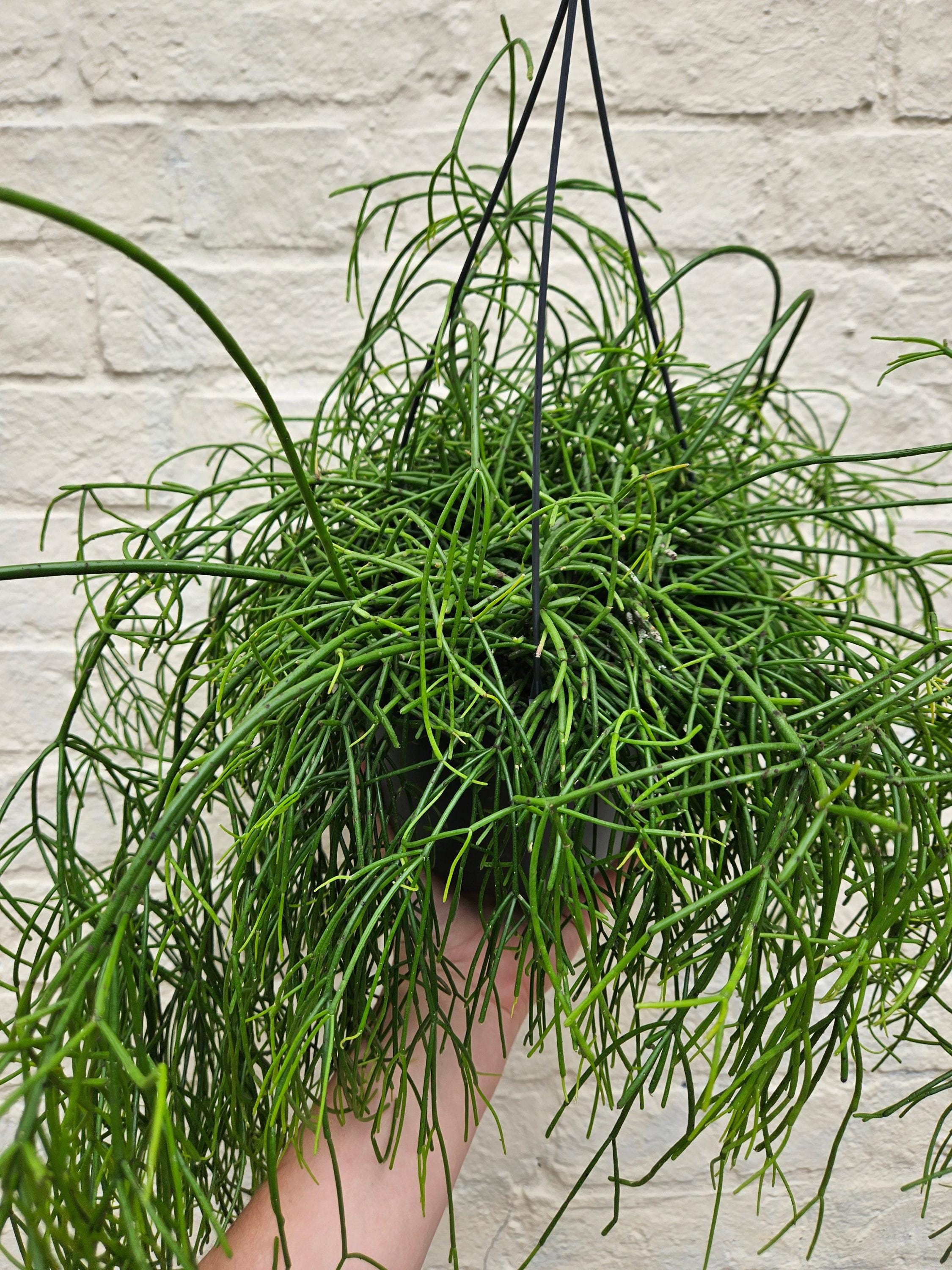 Rhipsalis baccifera &
