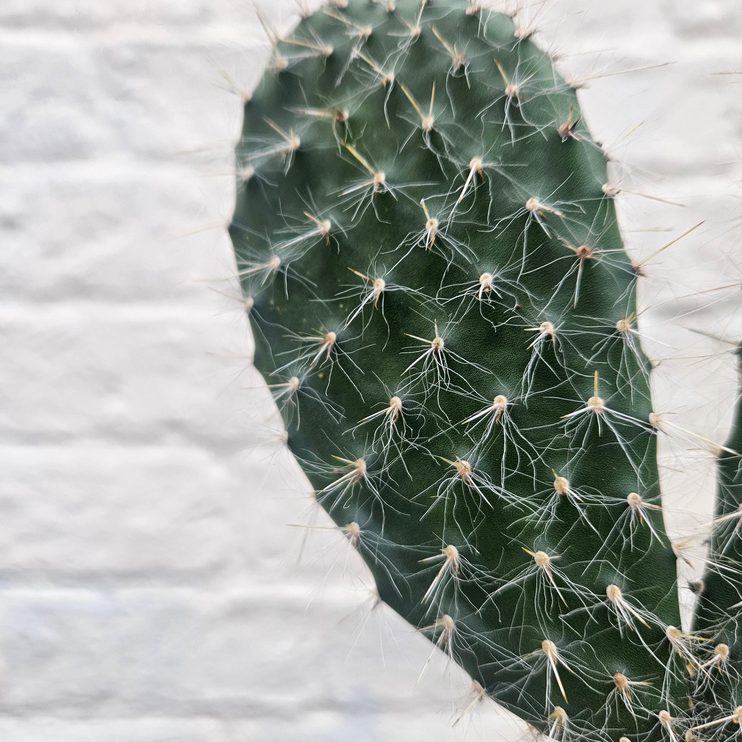 Opuntia pylana (Bunny ears cactus)