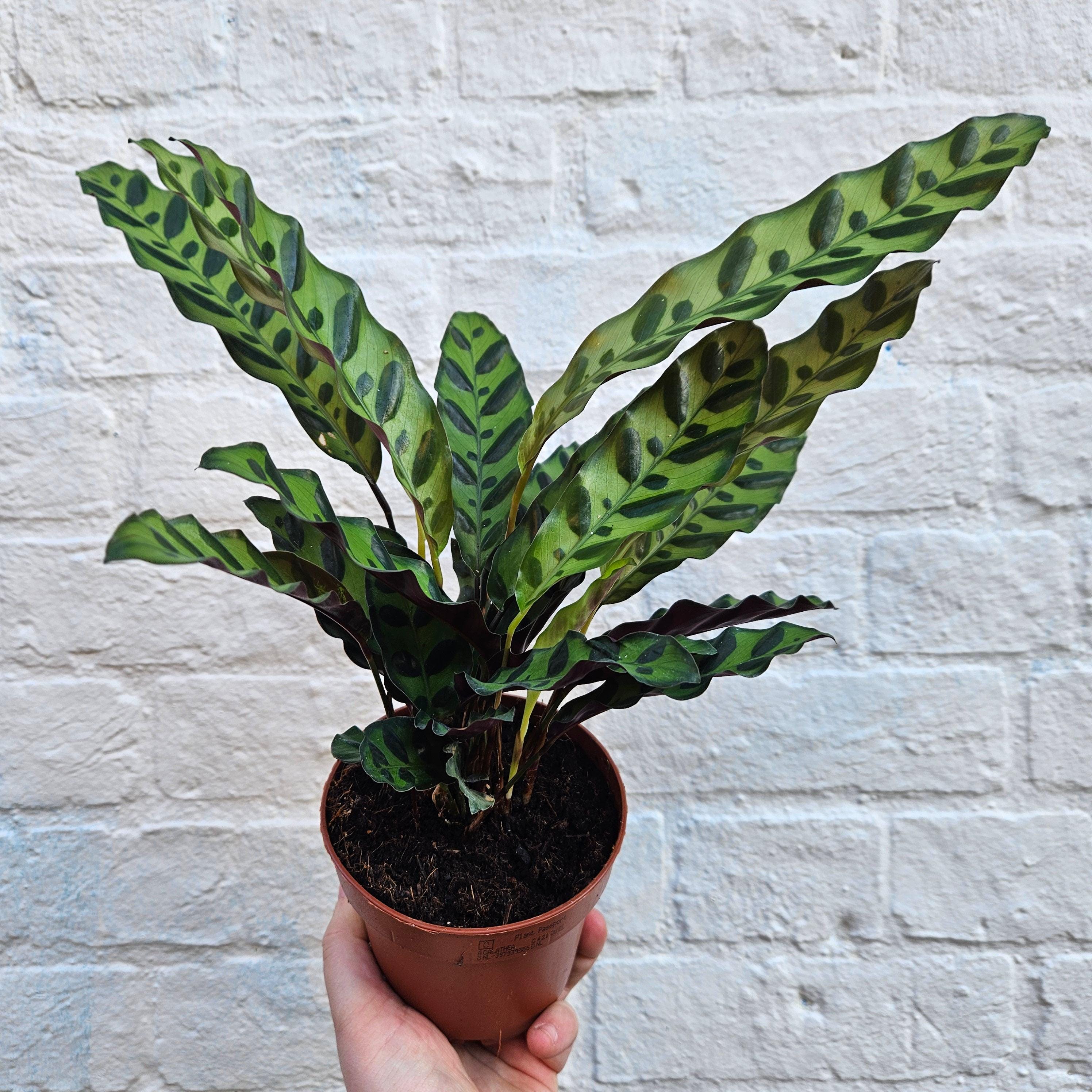 Calathea lancifolia (Rattlesnake plant)