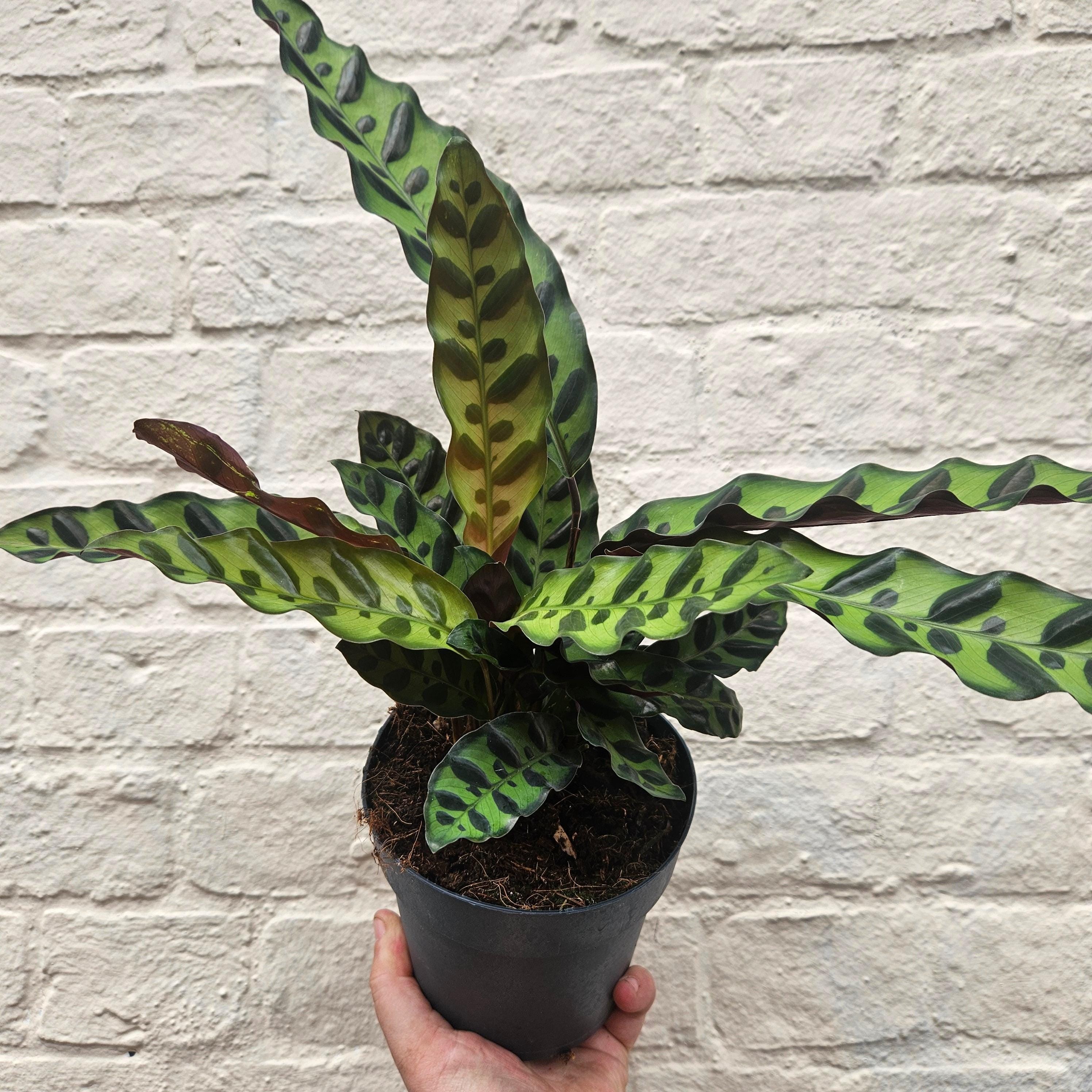 Calathea lancifolia (Rattlesnake plant)