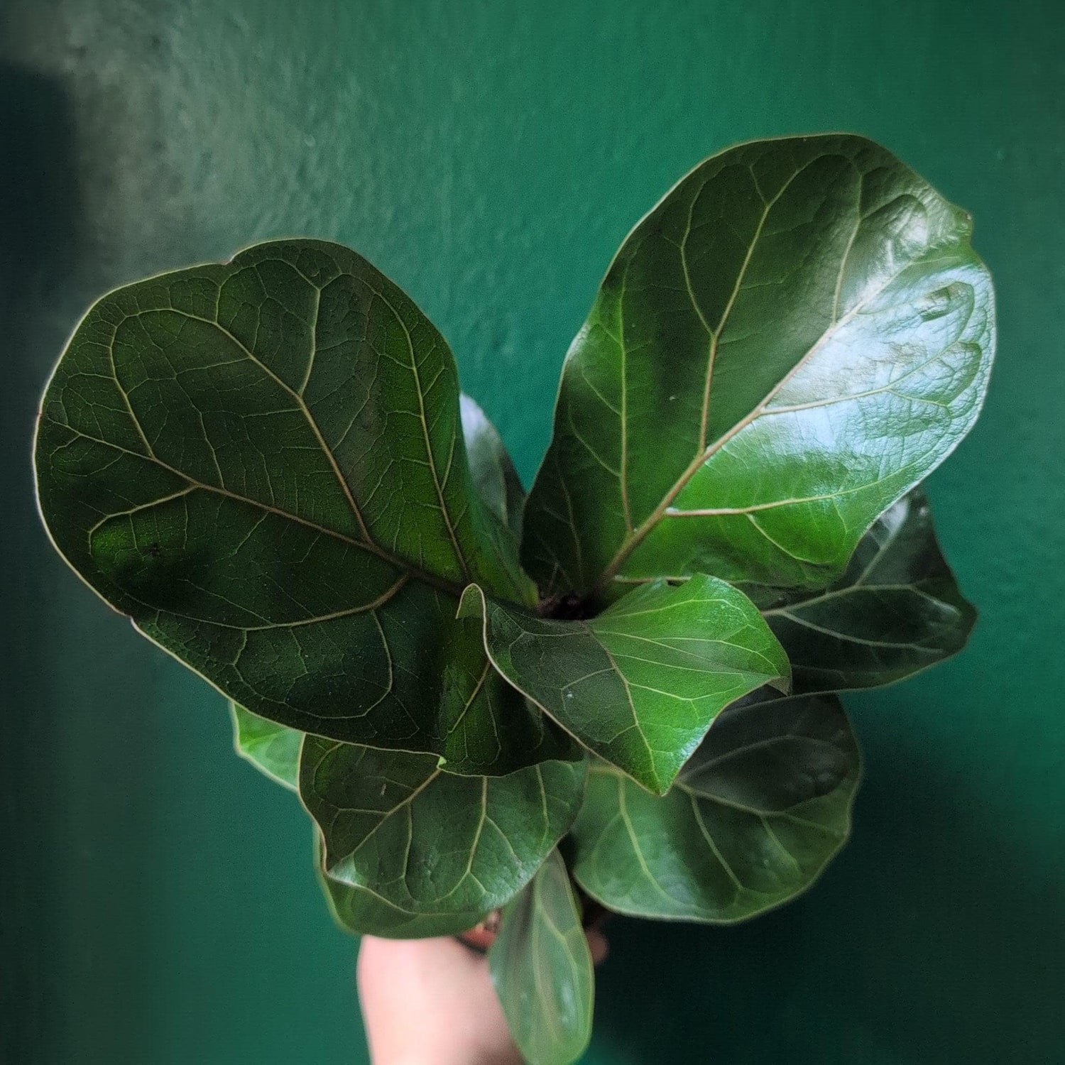 Ficus lyrata &