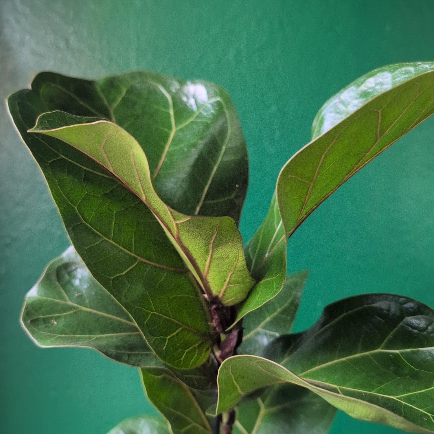 Ficus lyrata &