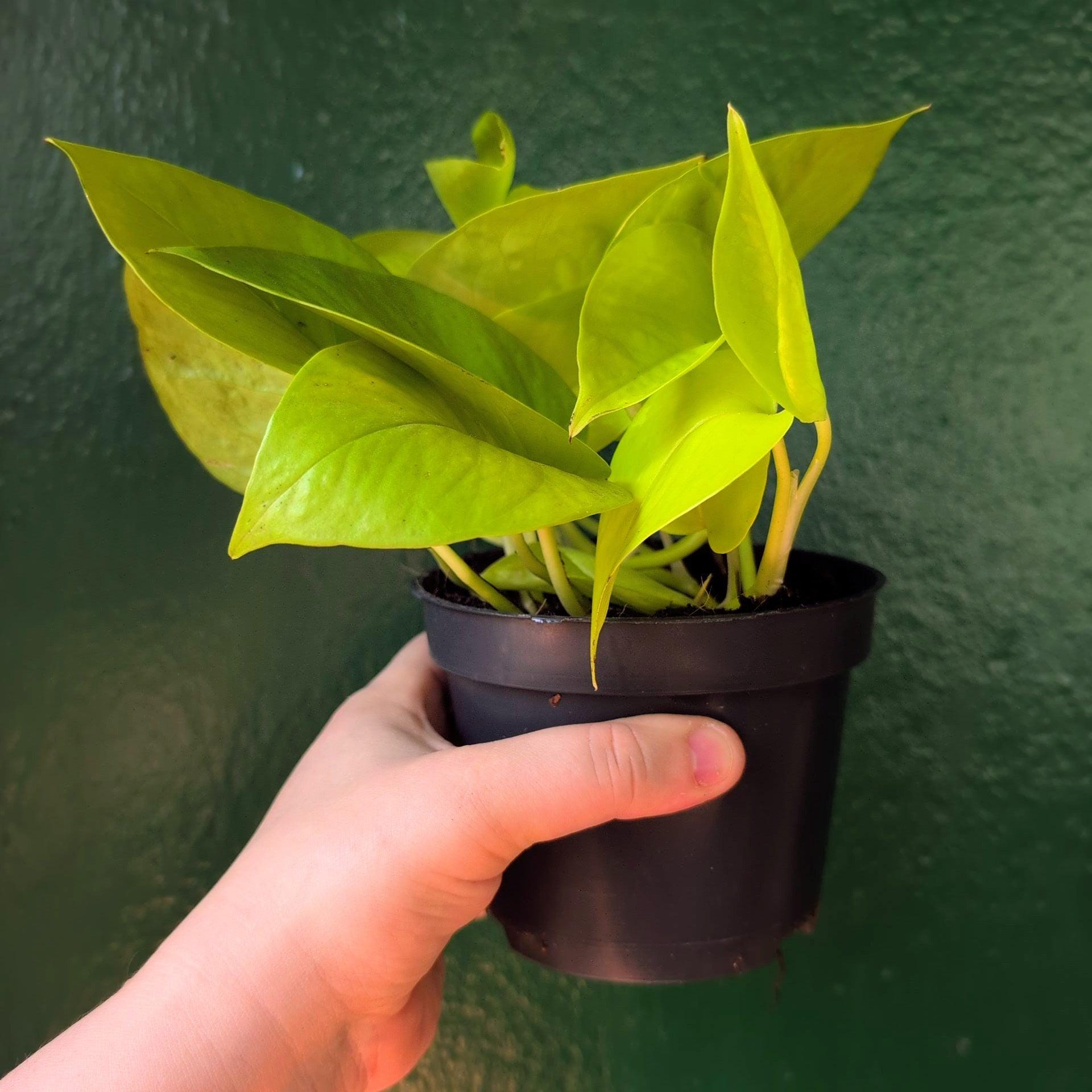 Epipremnum Aureum &