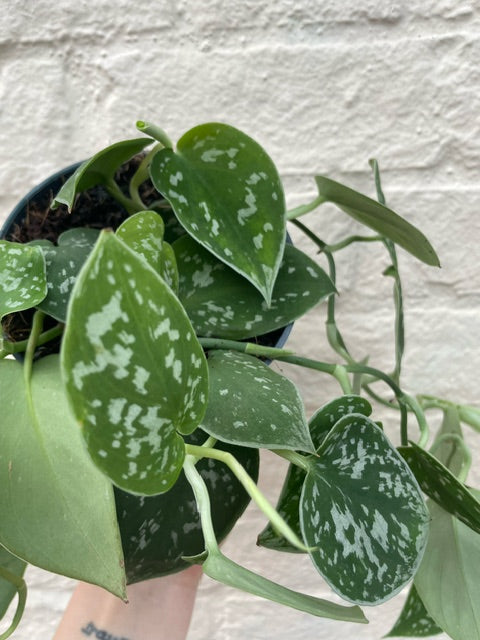 Scindapsus pictus &