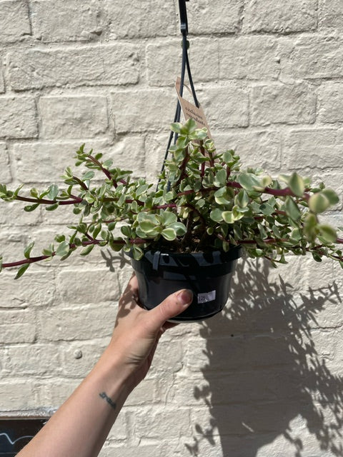 Portulacaria afra variegata (Elephant bush)