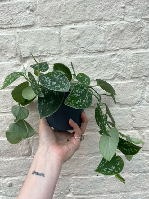 Scindapsus pictus &