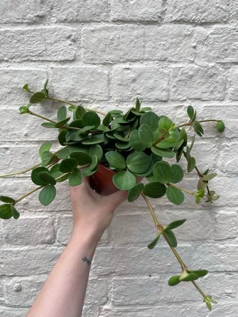 Peperomia tetraphylla &