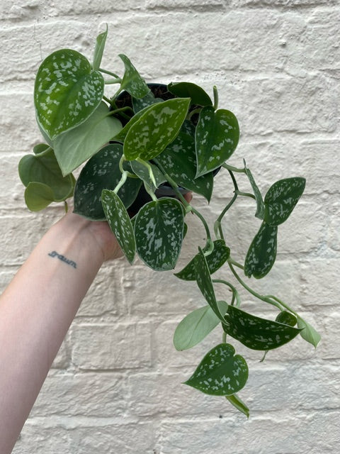 Scindapsus pictus &