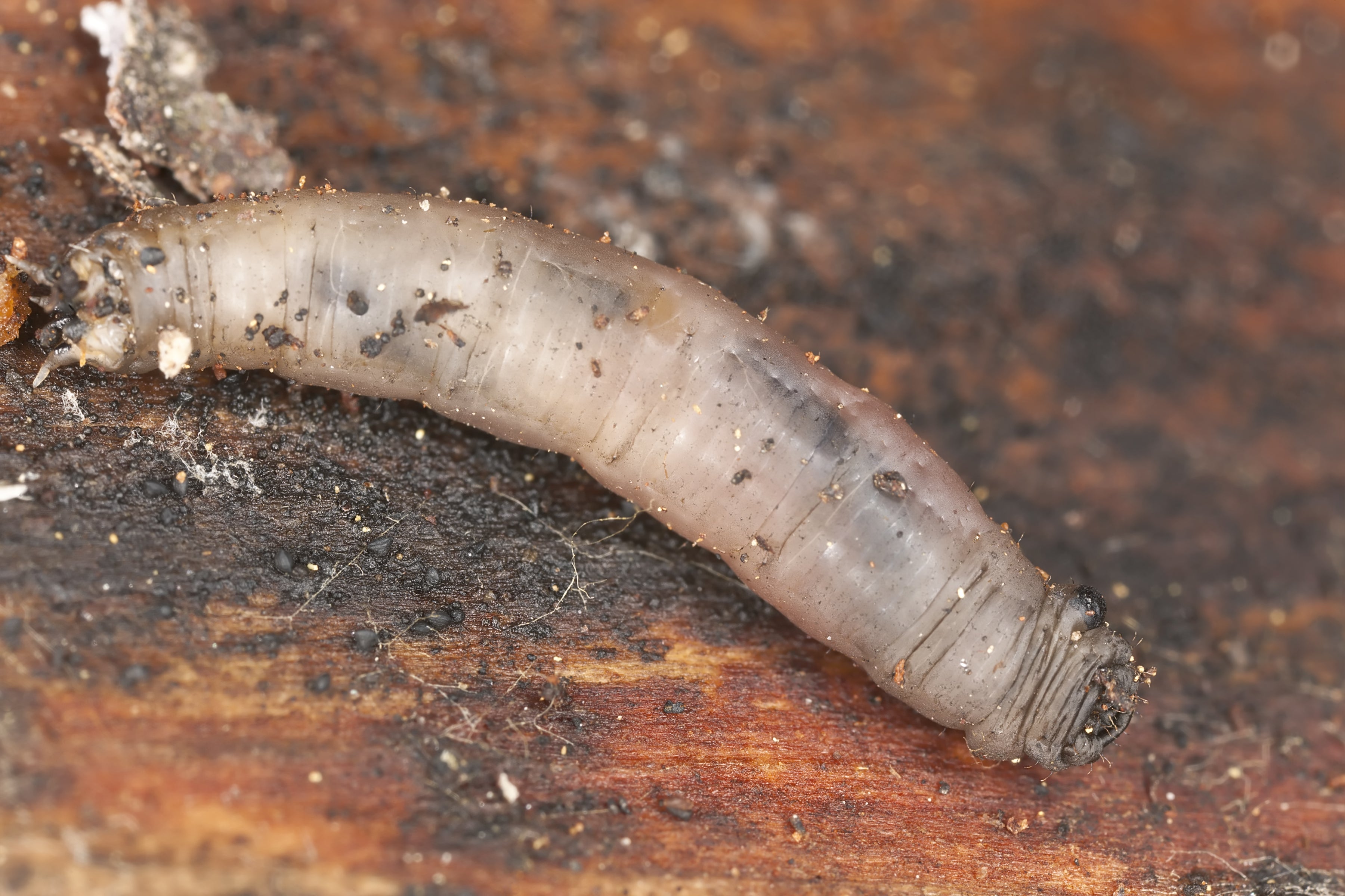Leatherjacket Nematodes