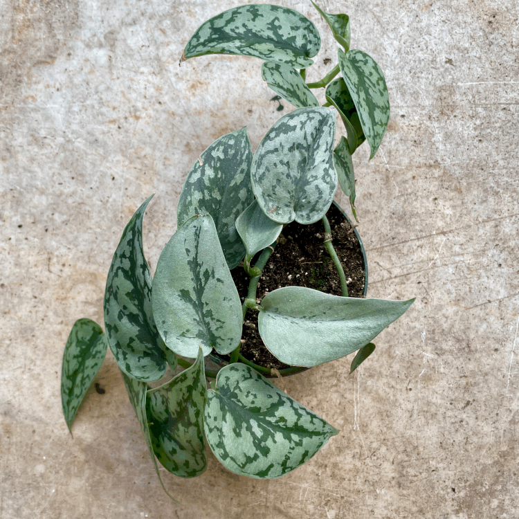 silver lady pothos Buy Scindapsus 'Silver Lady' (Satin Pothos)