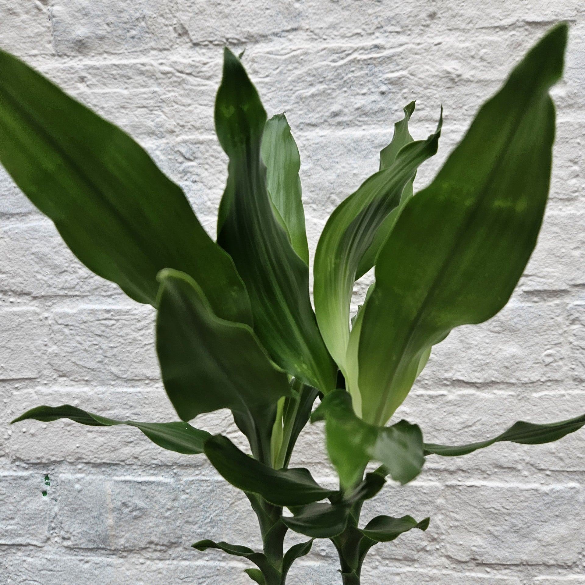 Dracaena fragrans Various varieties (Dragon tree)