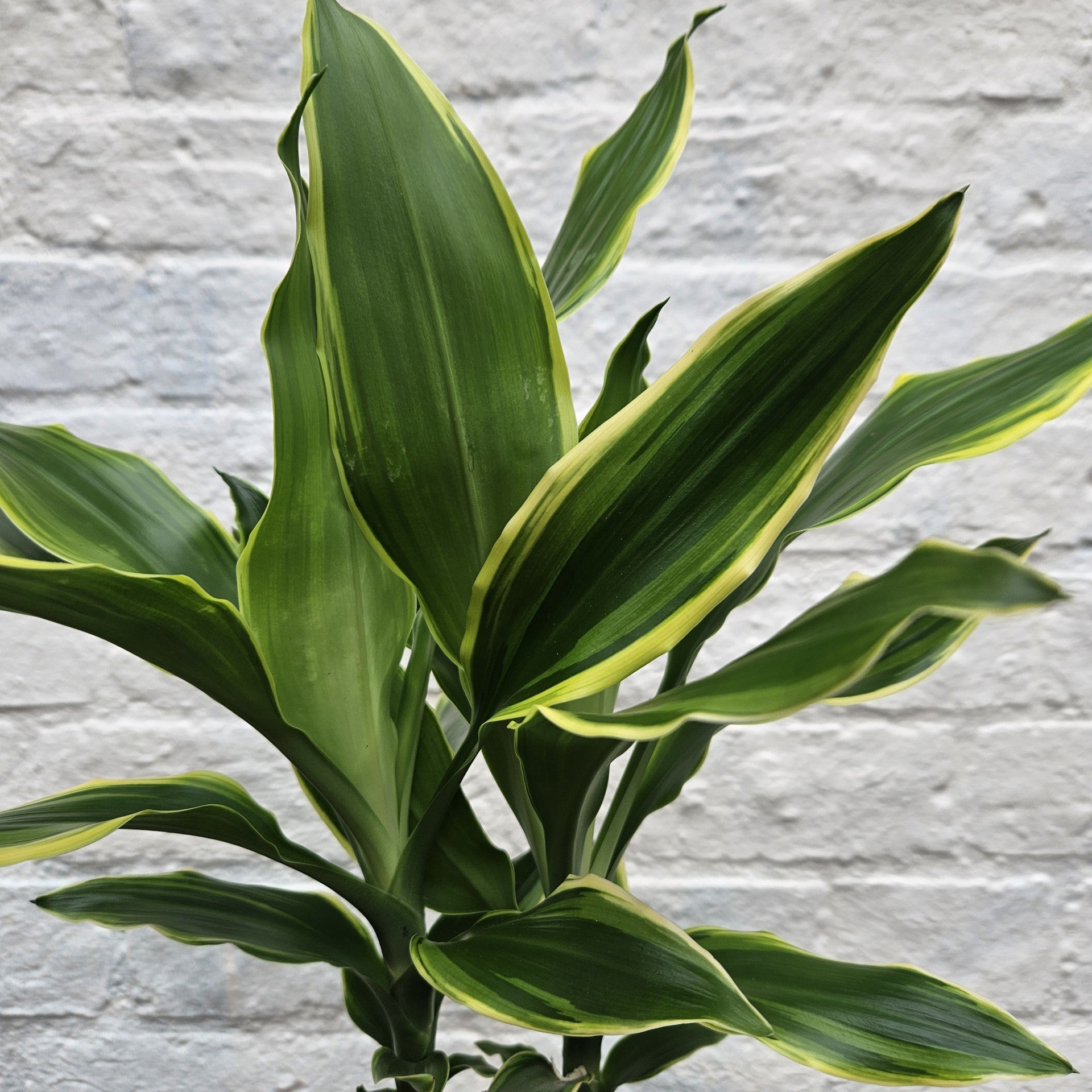 Dracaena fragrans Various varieties (Dragon tree)