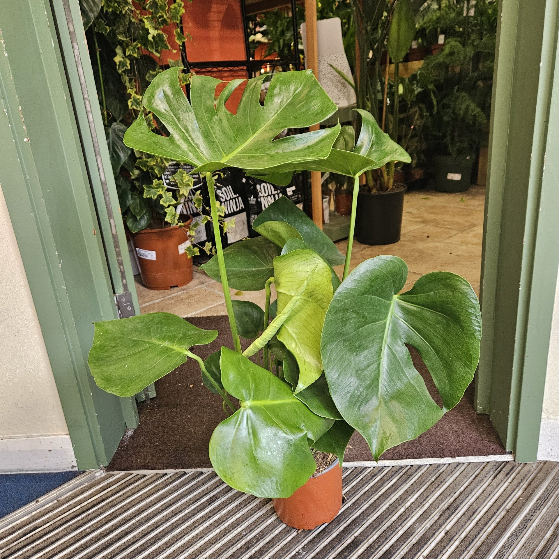 Monstera Deliciosa (Cheese Plant / Swiss Cheese Plant) - Various Sizes