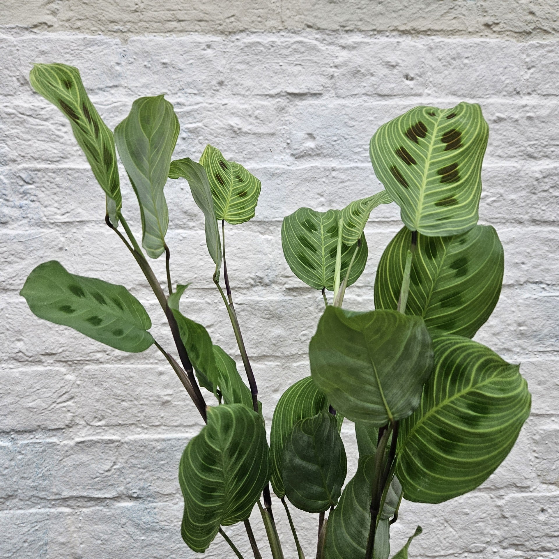 Maranta leuconeura kerchoveana &