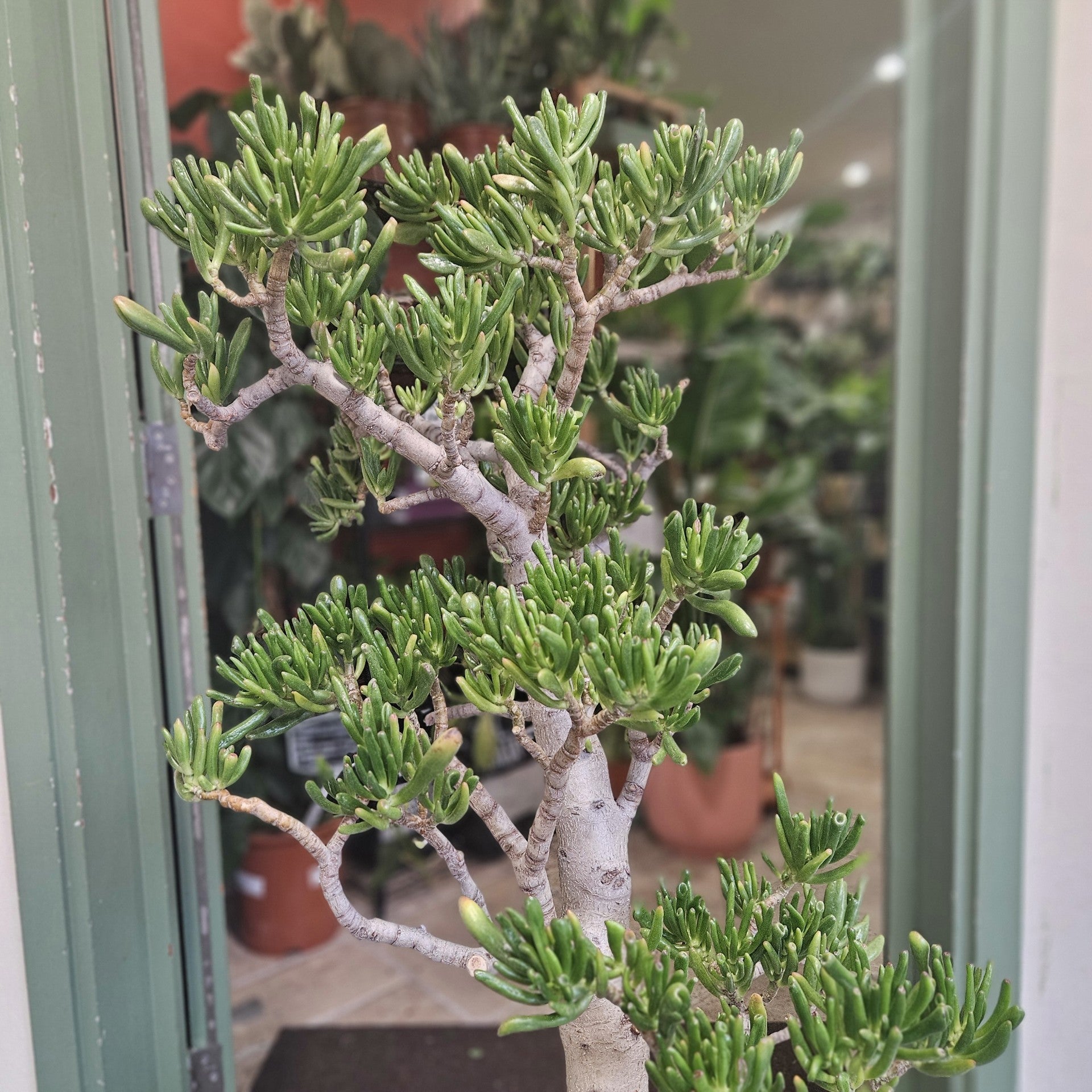 Crassula ovata &