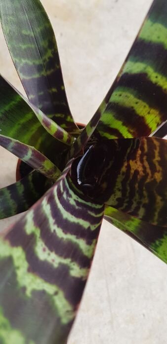 Monthly plant subscription with pot