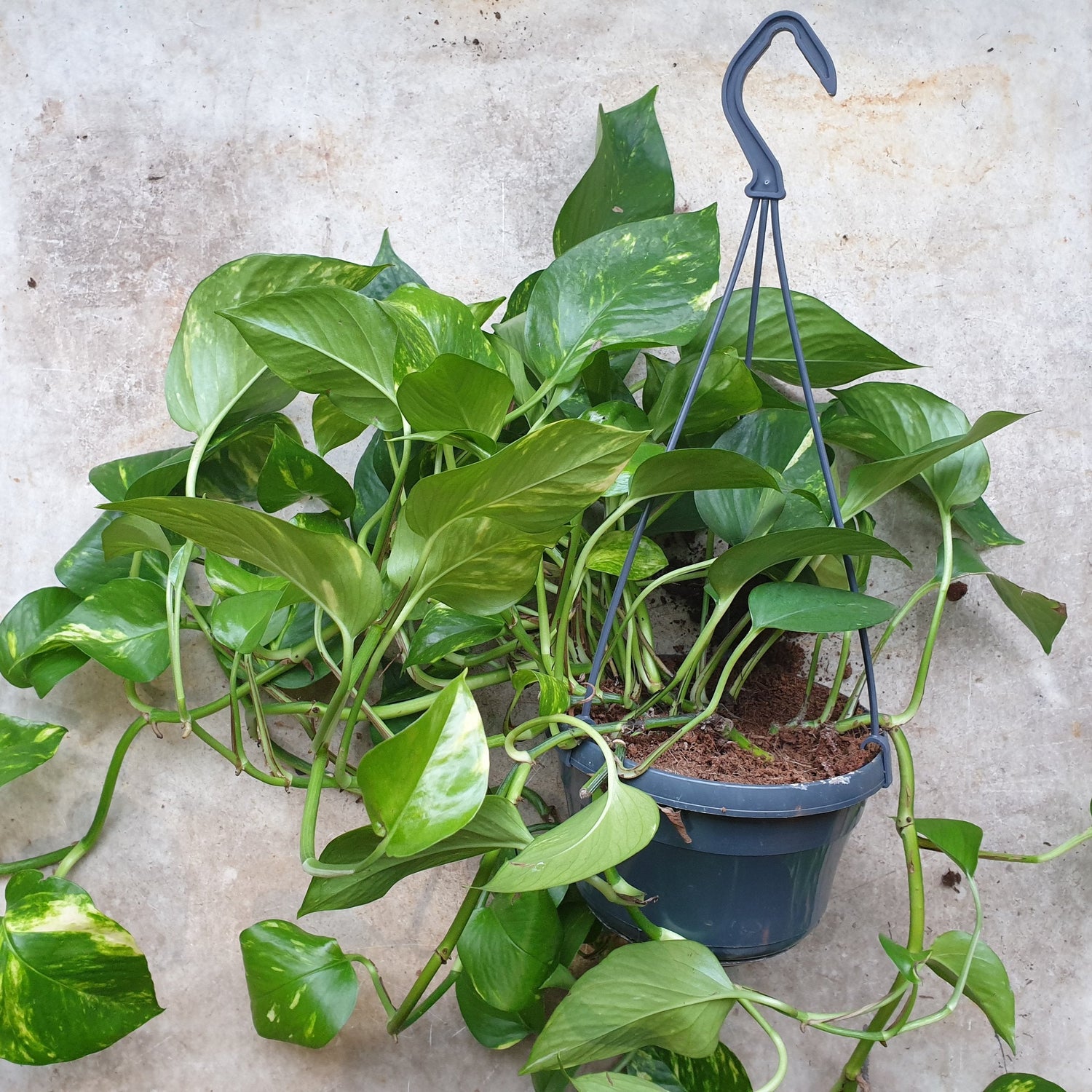 Epipremnum aureum (Golden Pothos/Devils Ivy)