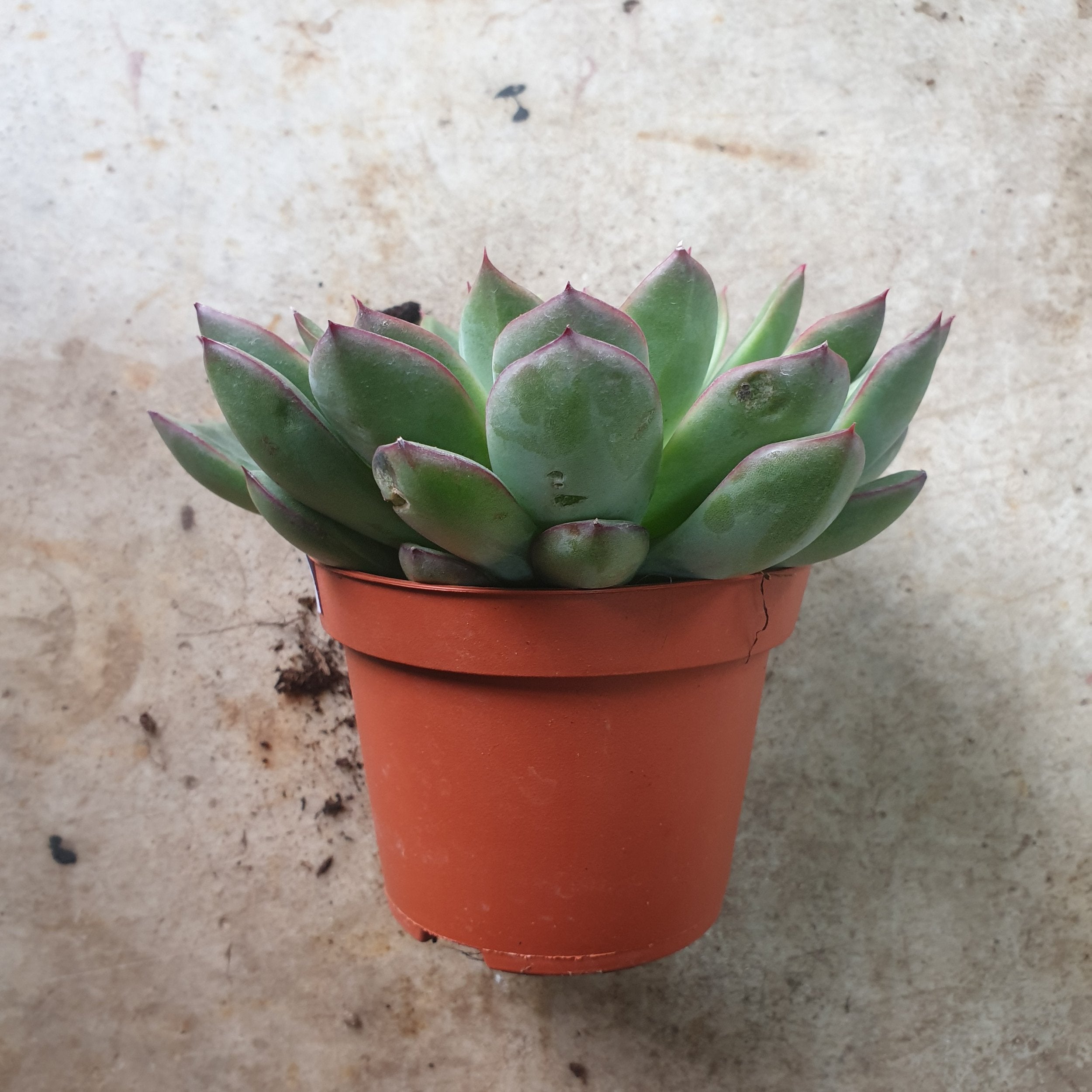 Echeveria pulidonis &