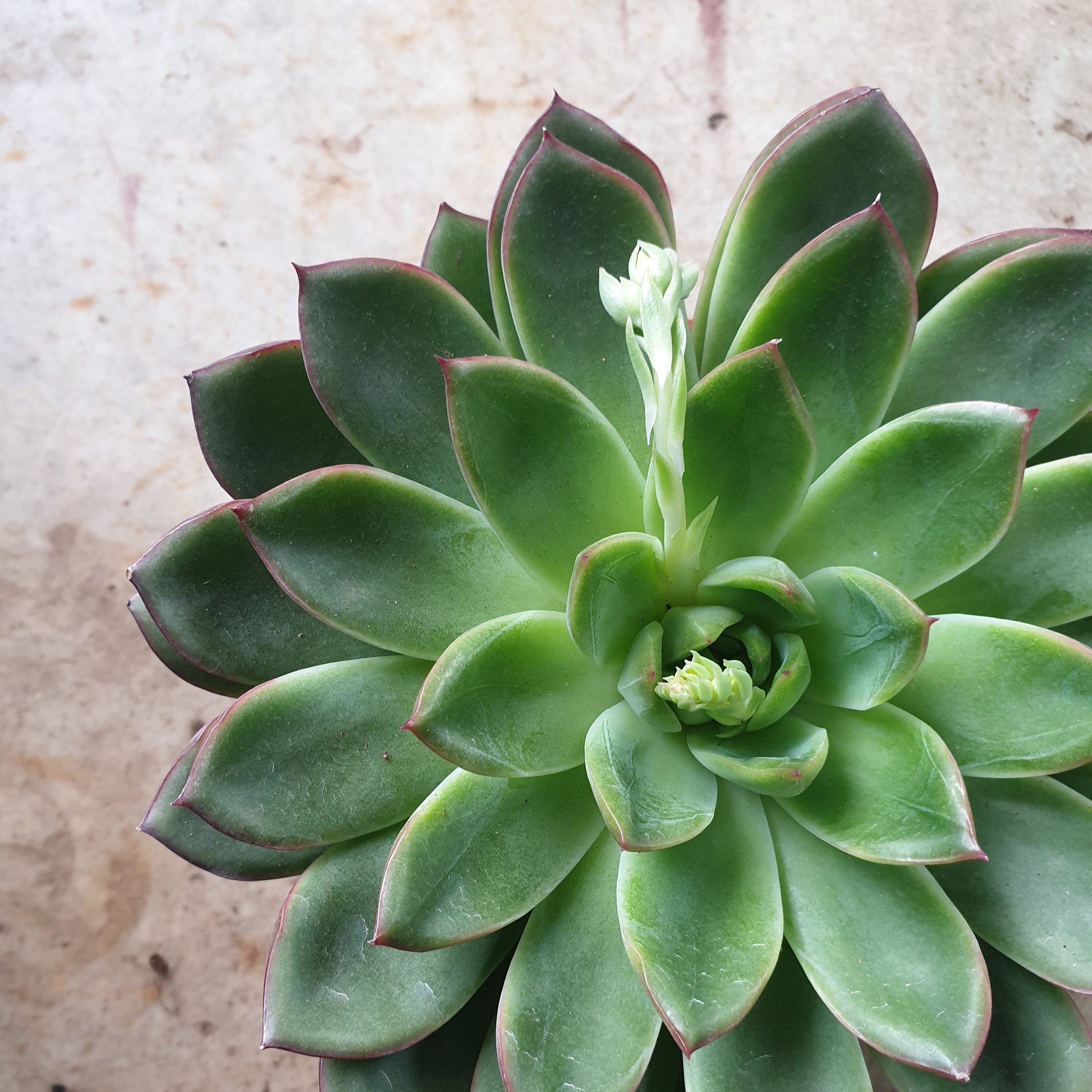 Echeveria pulidonis &