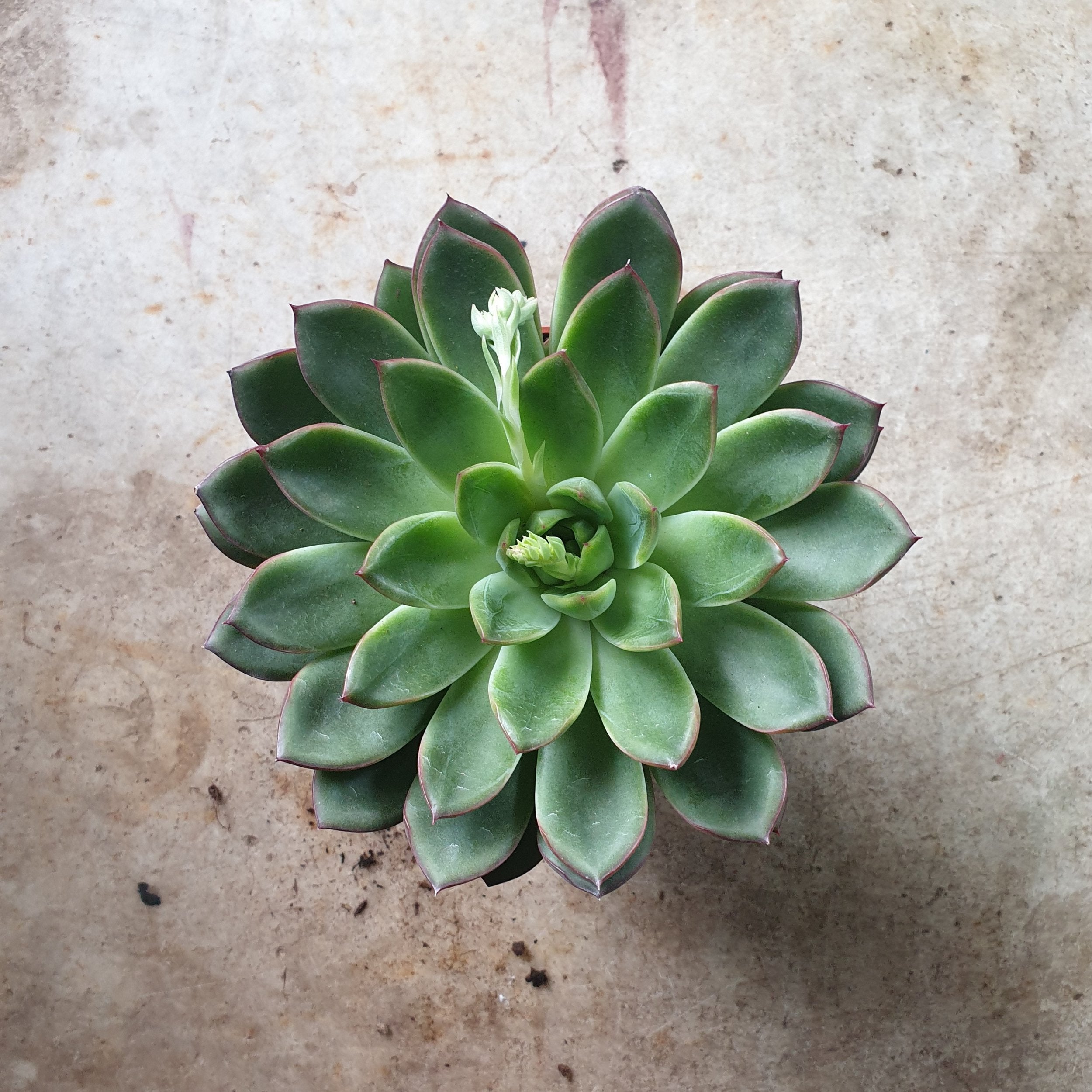 Echeveria pulidonis &