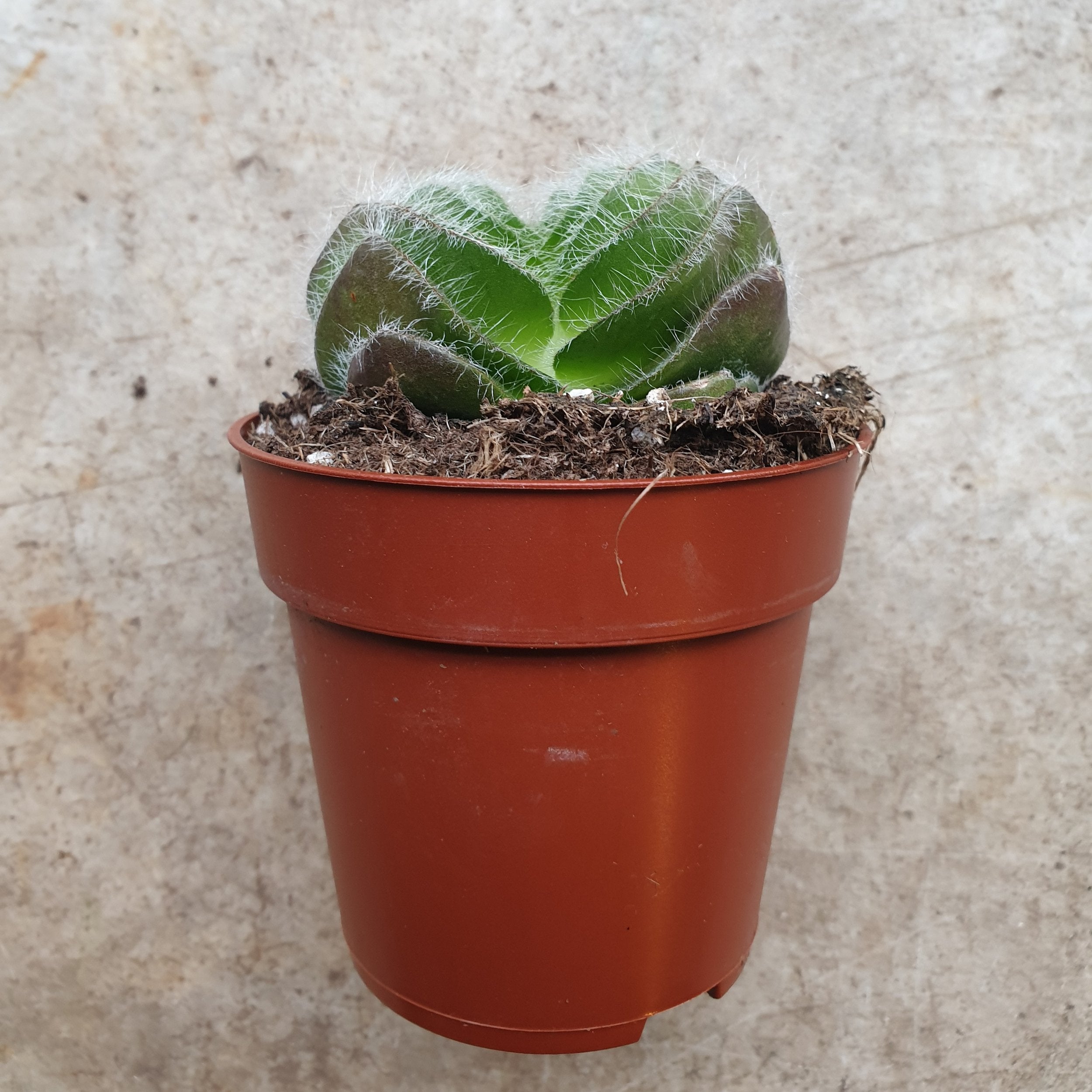 Crassula barbata (Bearded-leaved Cactus)