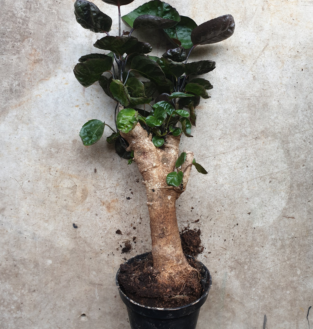 Polyscias fabian (Dinner Plate Aralia)