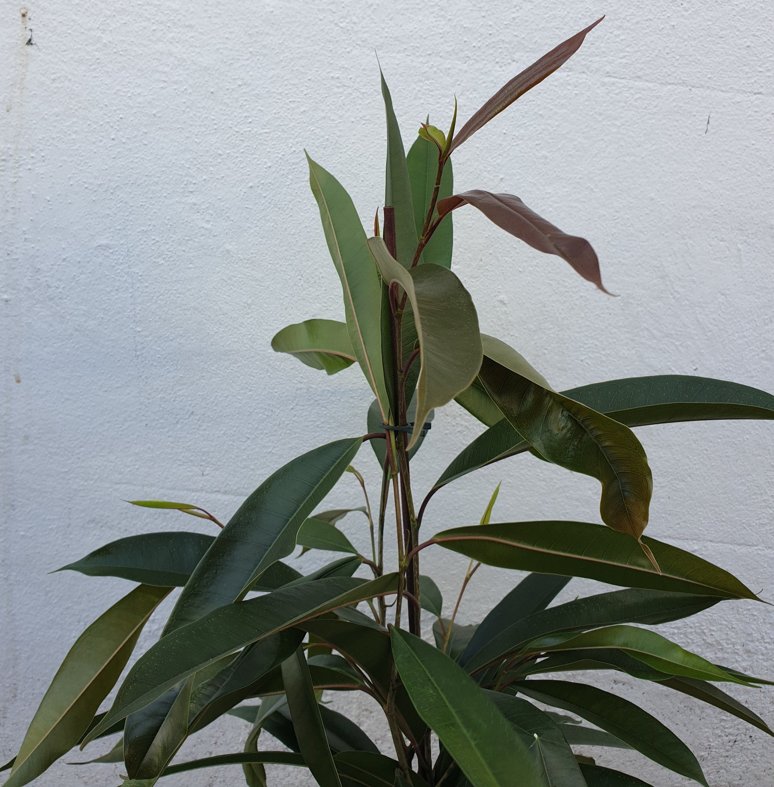 Ficus binnendijkii &