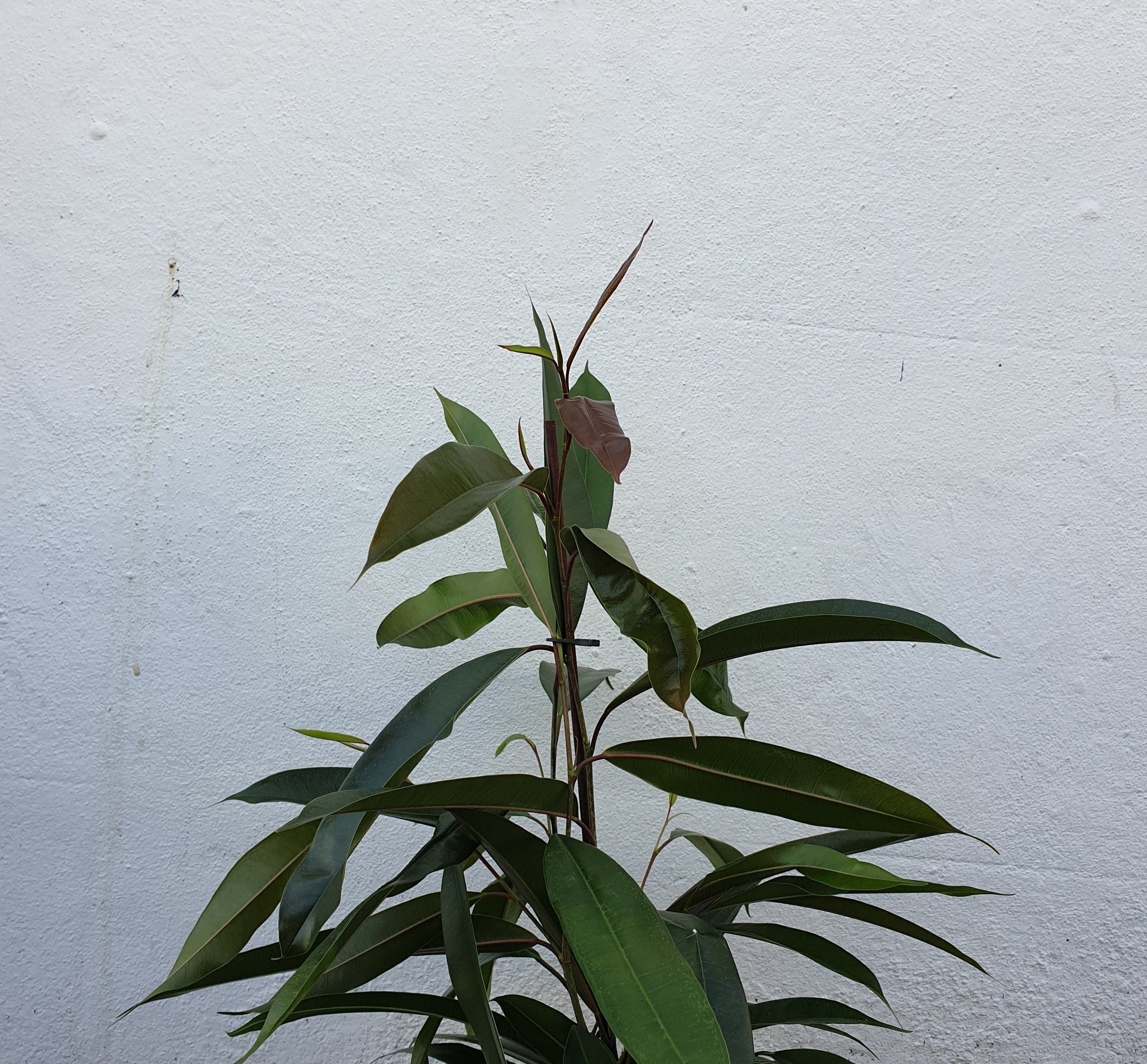 Ficus binnendijkii &