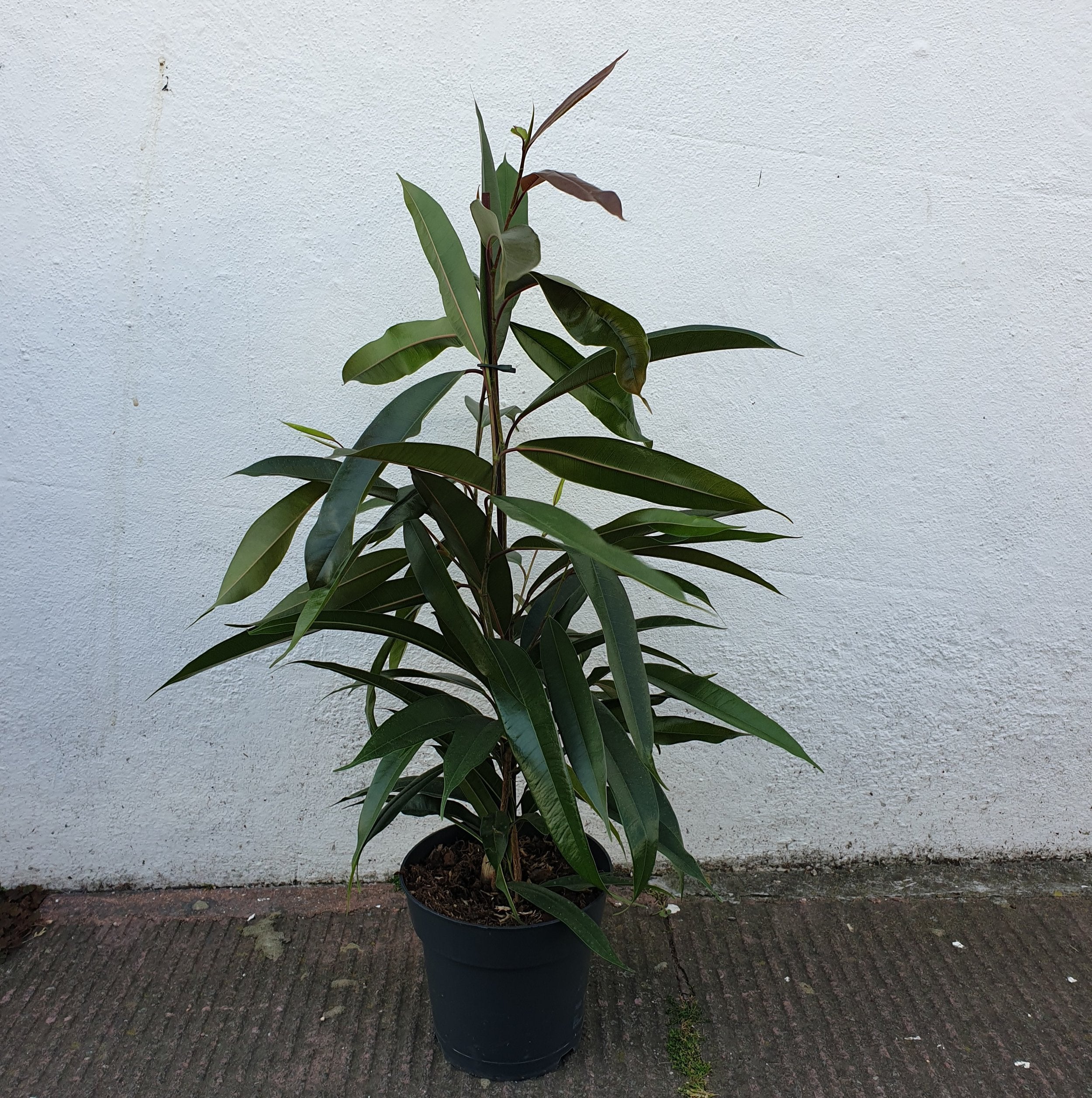 Ficus binnendijkii &