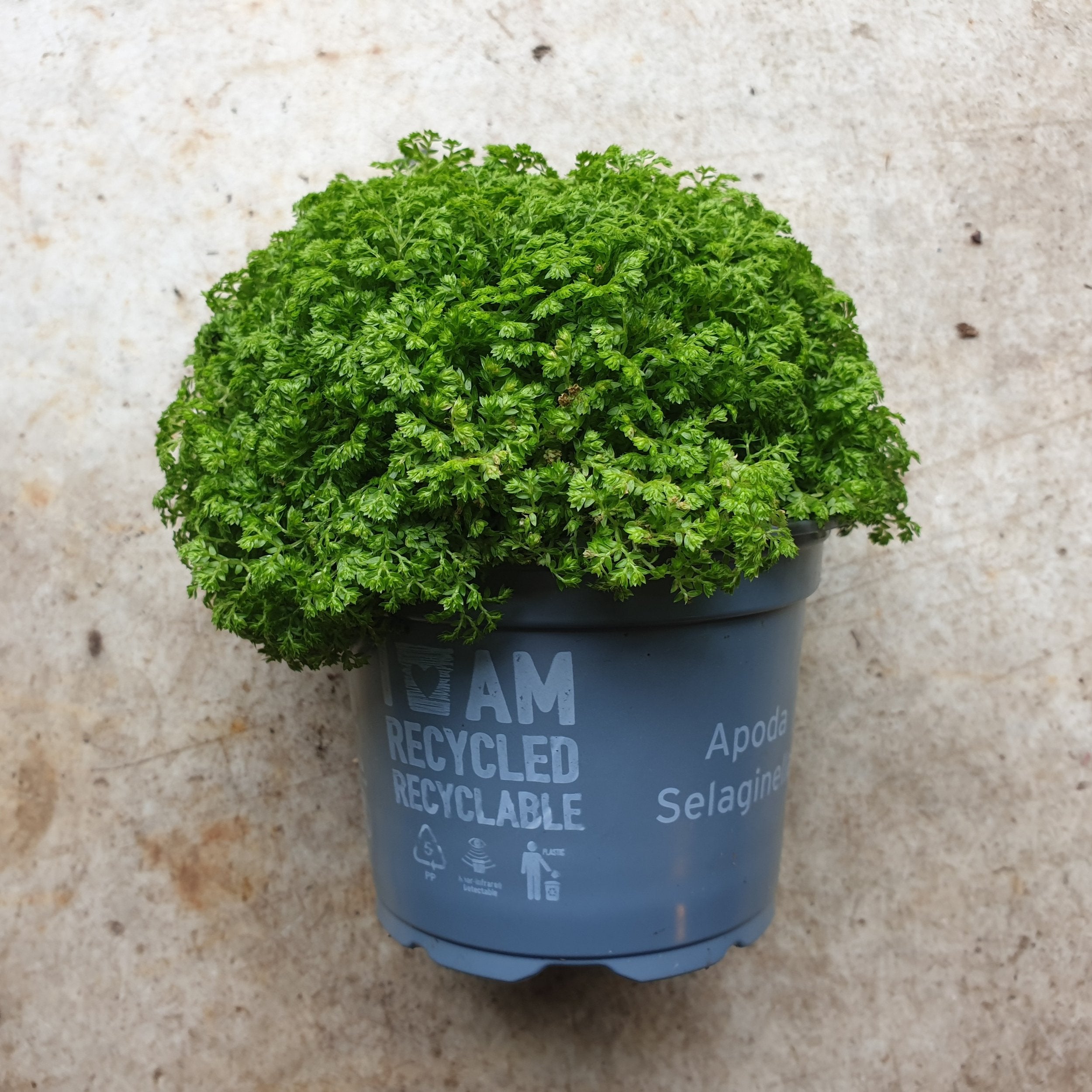 Selaginella apoda (Meadow spikemoss)