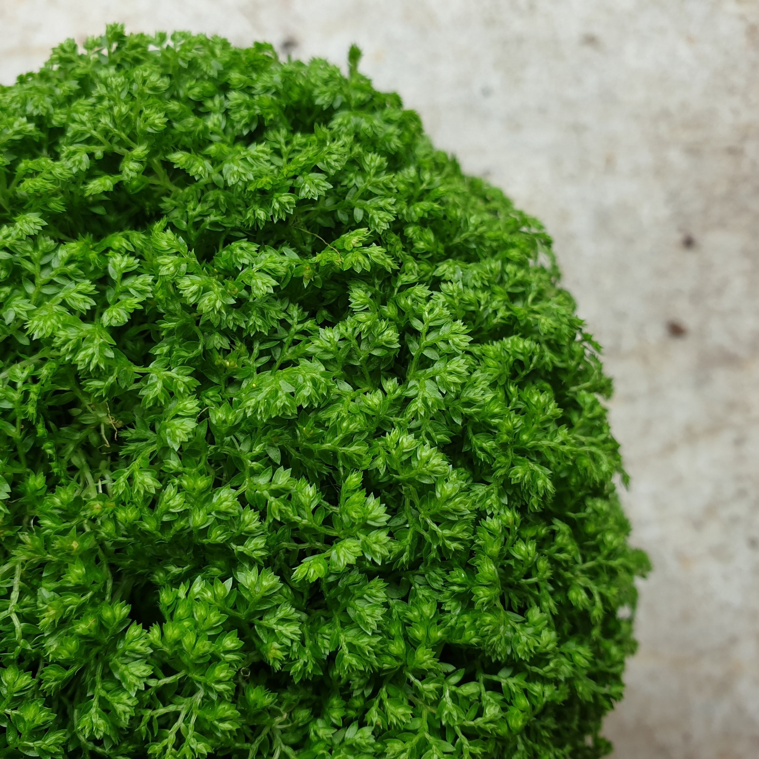 Selaginella apoda (Meadow spikemoss)