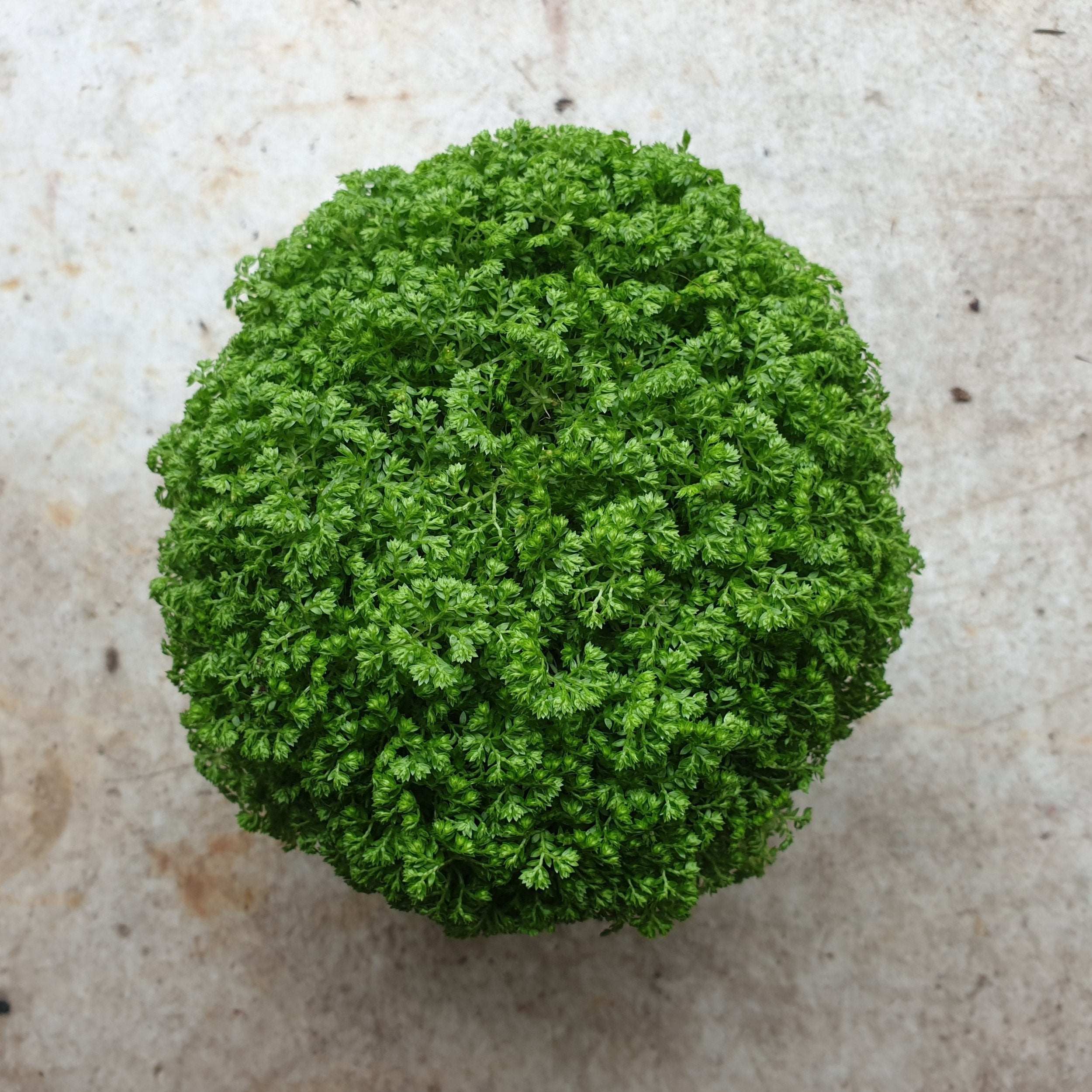 Selaginella apoda (Meadow spikemoss)