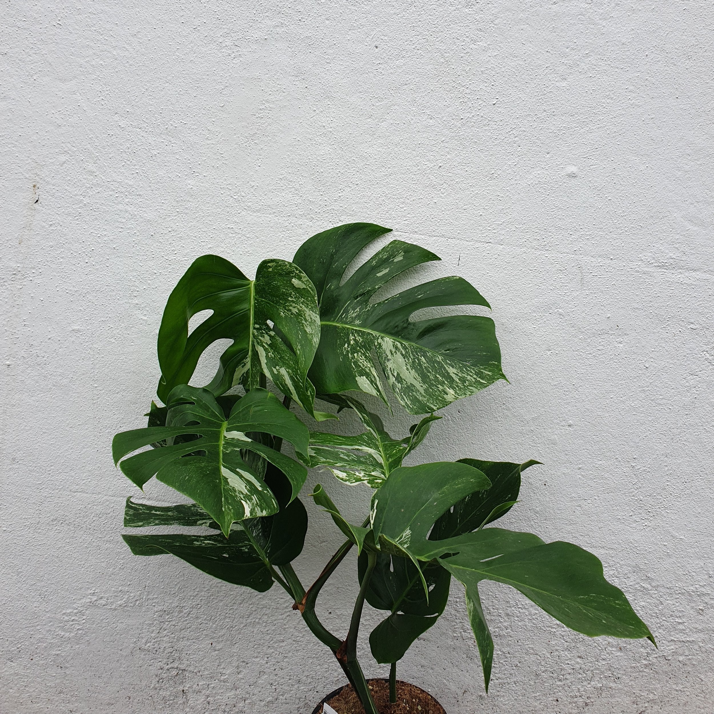 Monstera deliciosa &