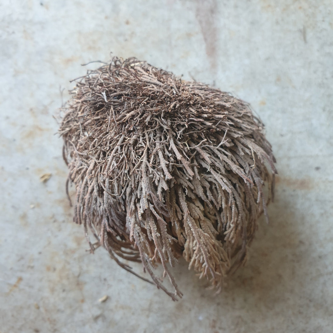 Selaginella lepidophylla (Rescurrection fern/Desert rose)