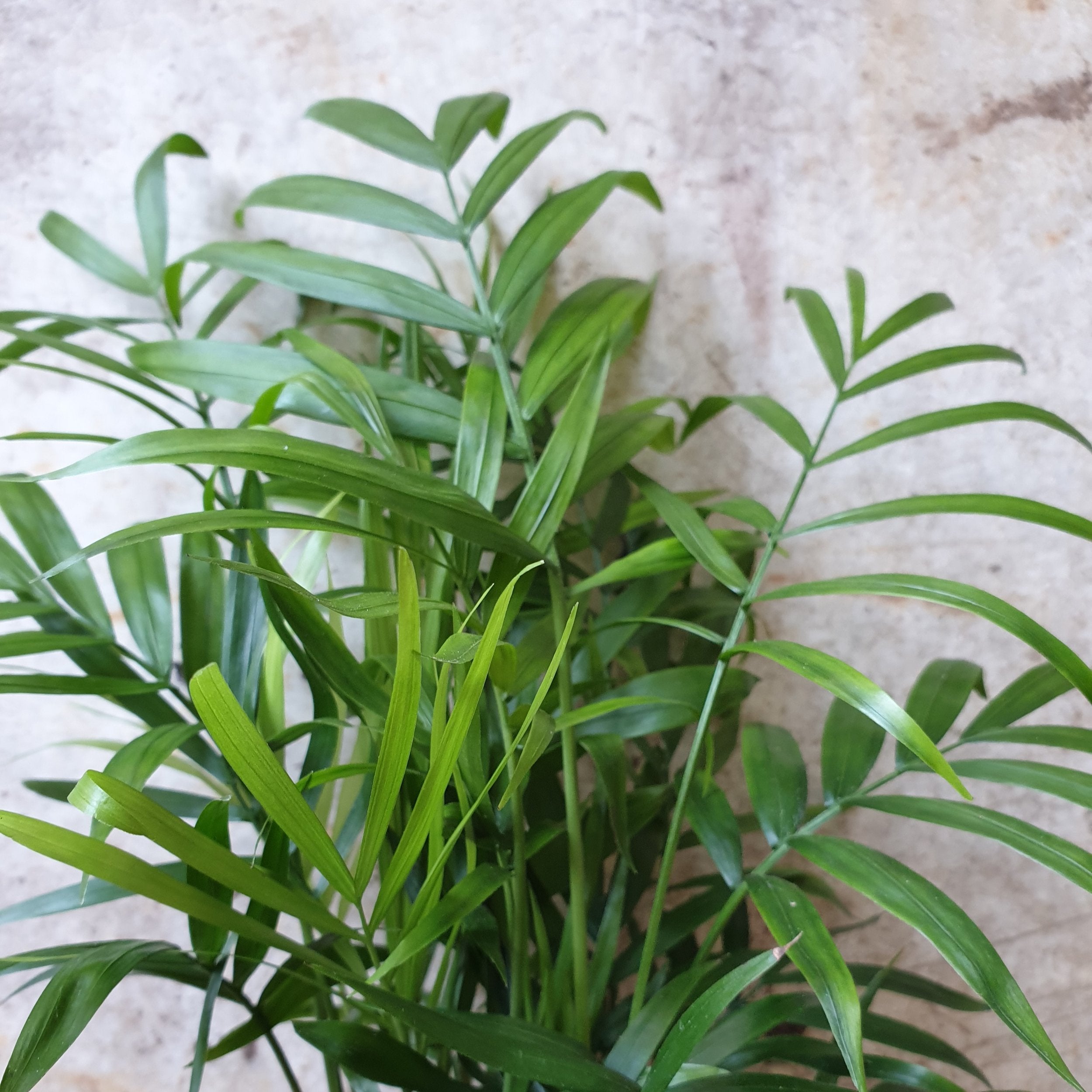 Chamaedorea elegans (Parlour palm)- Various Sizes