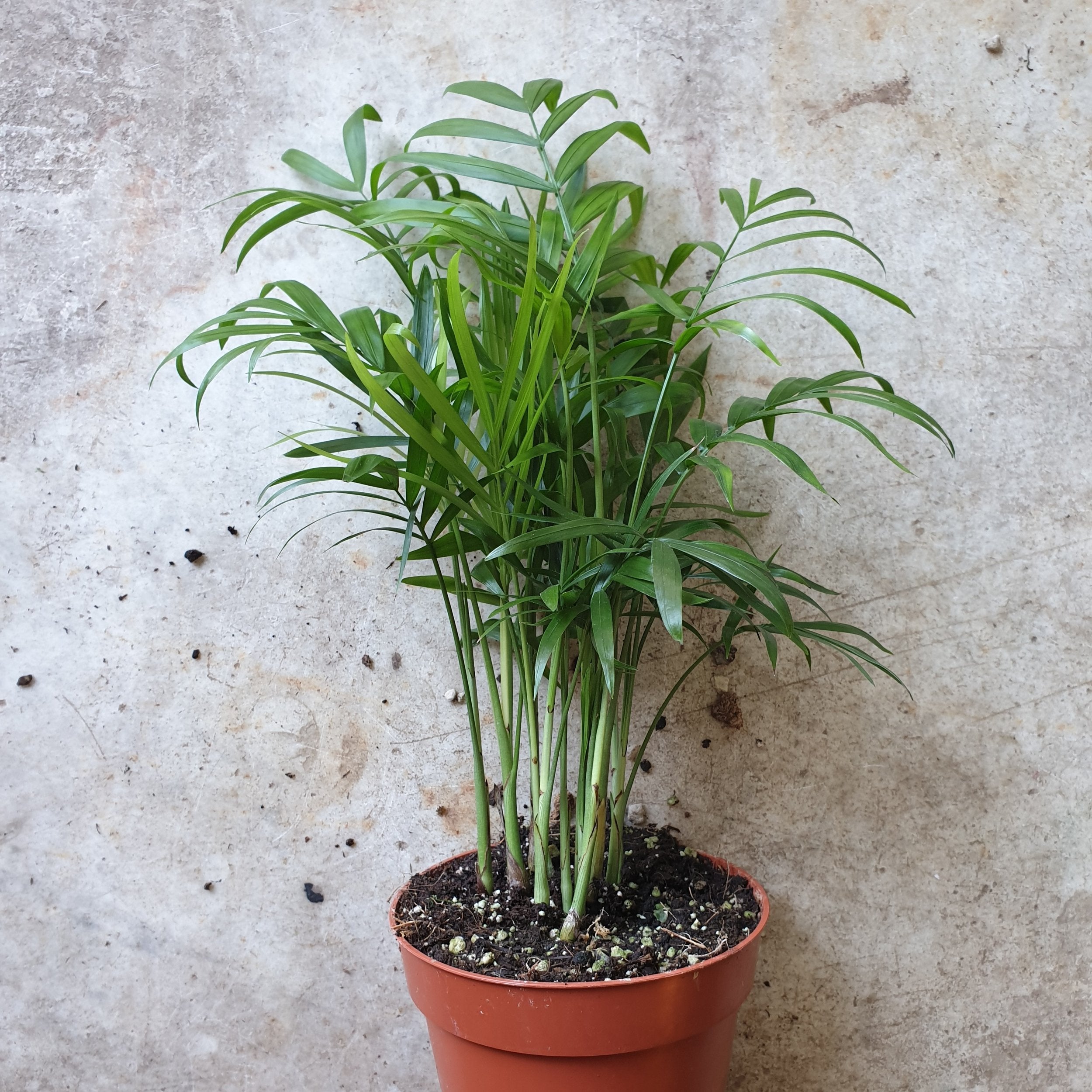 Chamaedorea elegans (Parlour palm)- Various Sizes