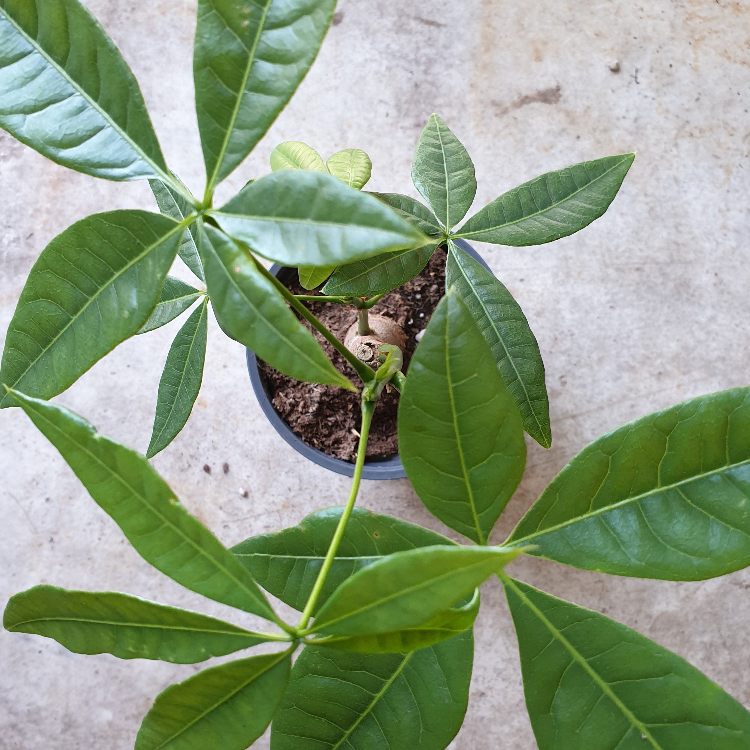Pachira aquatica (Guiana Chestnut/ Money Tree)