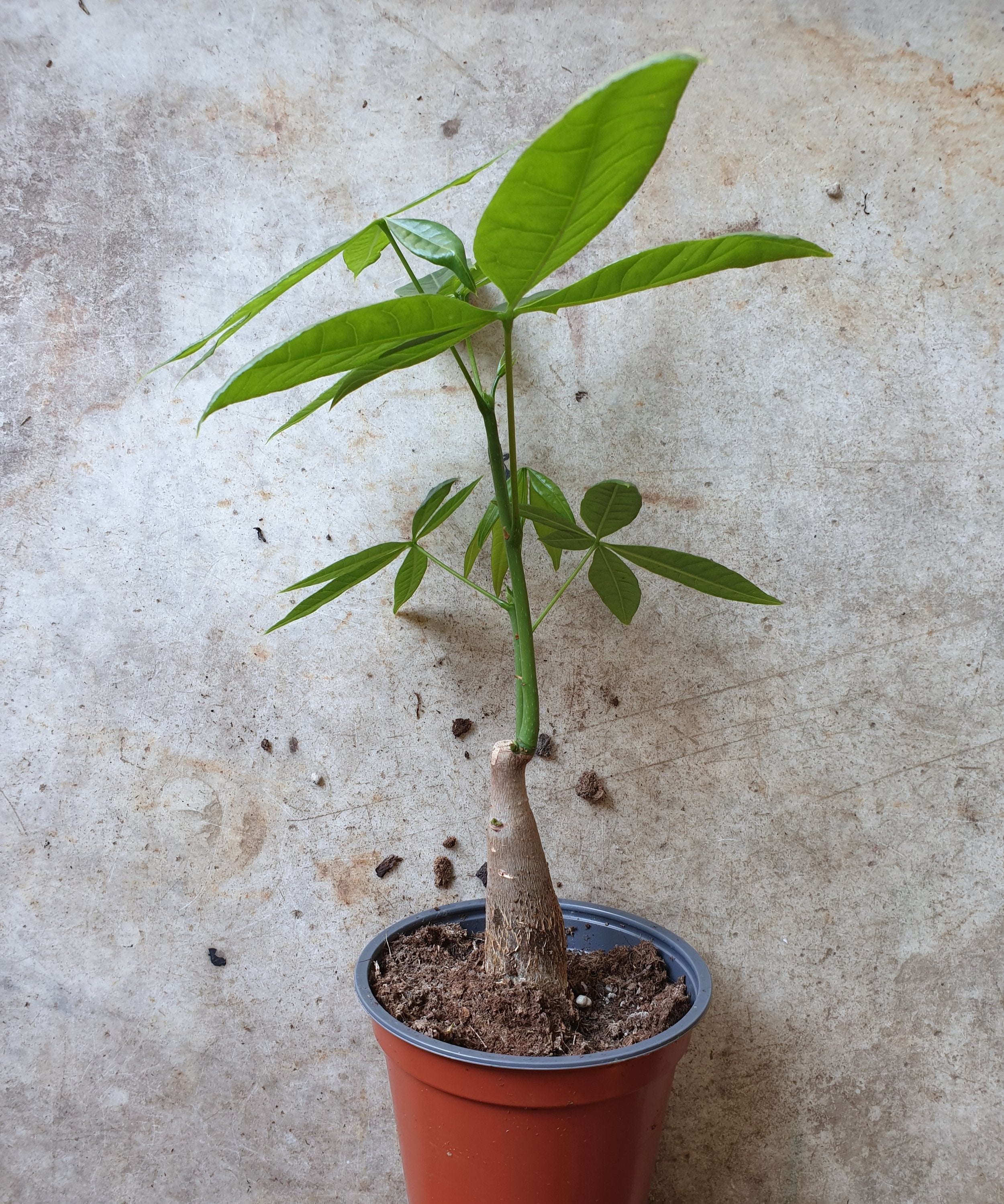 Pachira aquatica (Guiana Chestnut/ Money Tree)